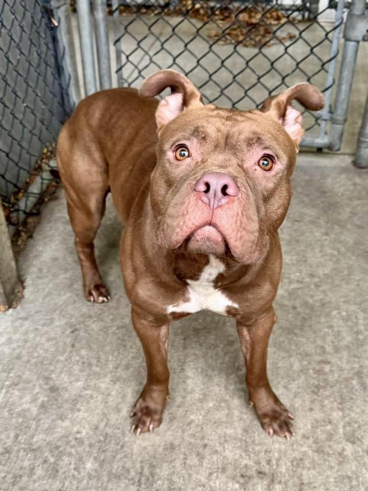 Enlarge Borscht, a ADOPTABLE Pit Bull Terrier in Chicago, IL image 3/5