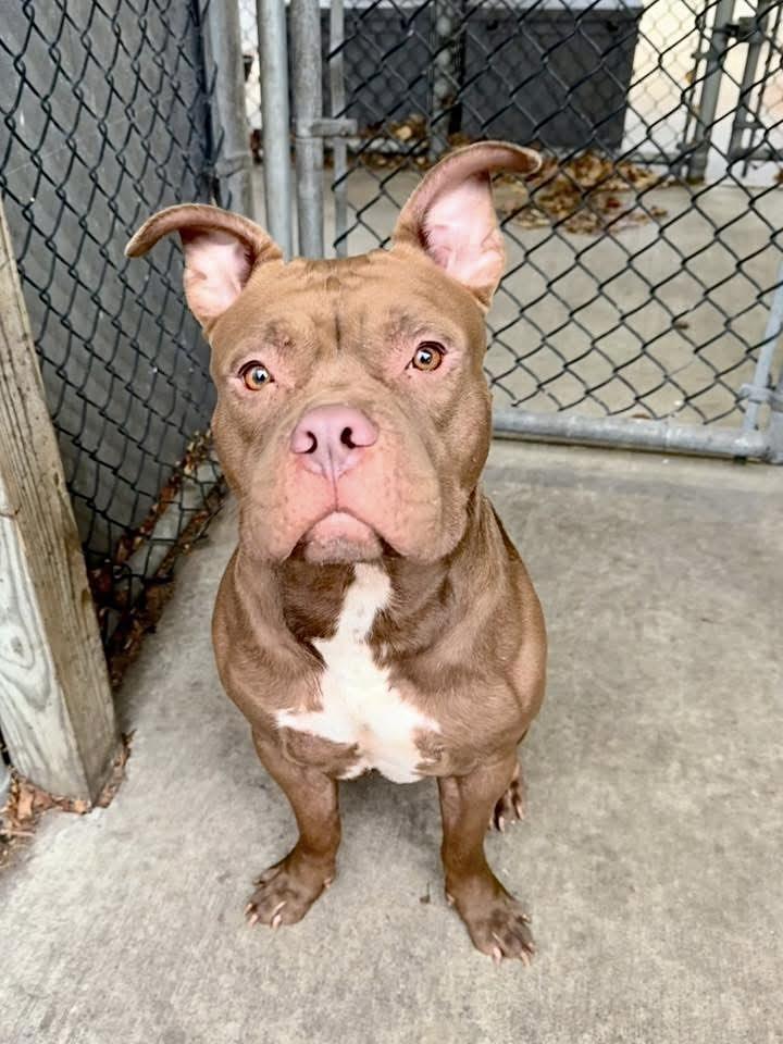 Enlarge Borscht, a ADOPTABLE Pit Bull Terrier in Chicago, IL image 4/5