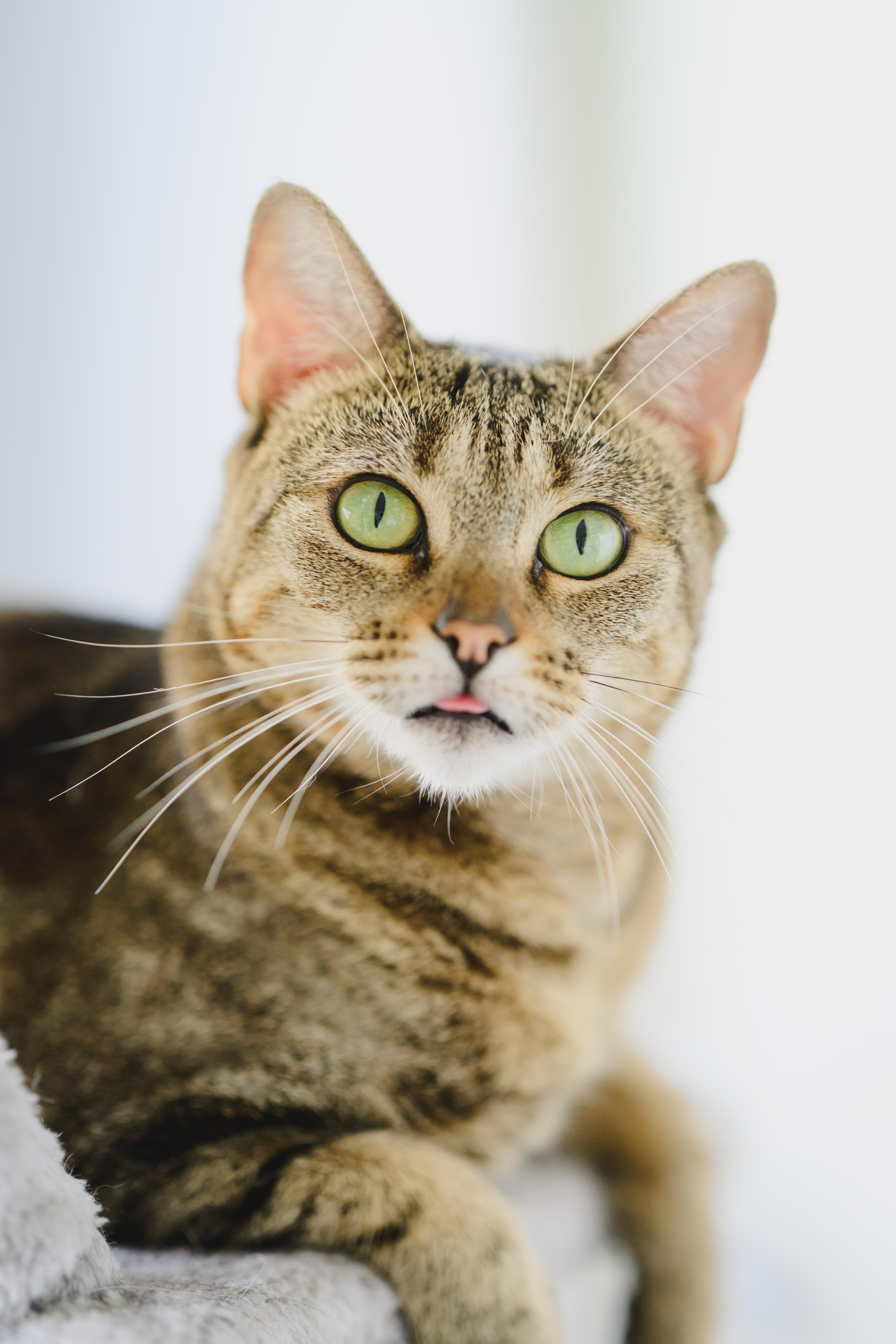 Ku'uipo, Adoptable, Adult Female Domestic Short Hair.