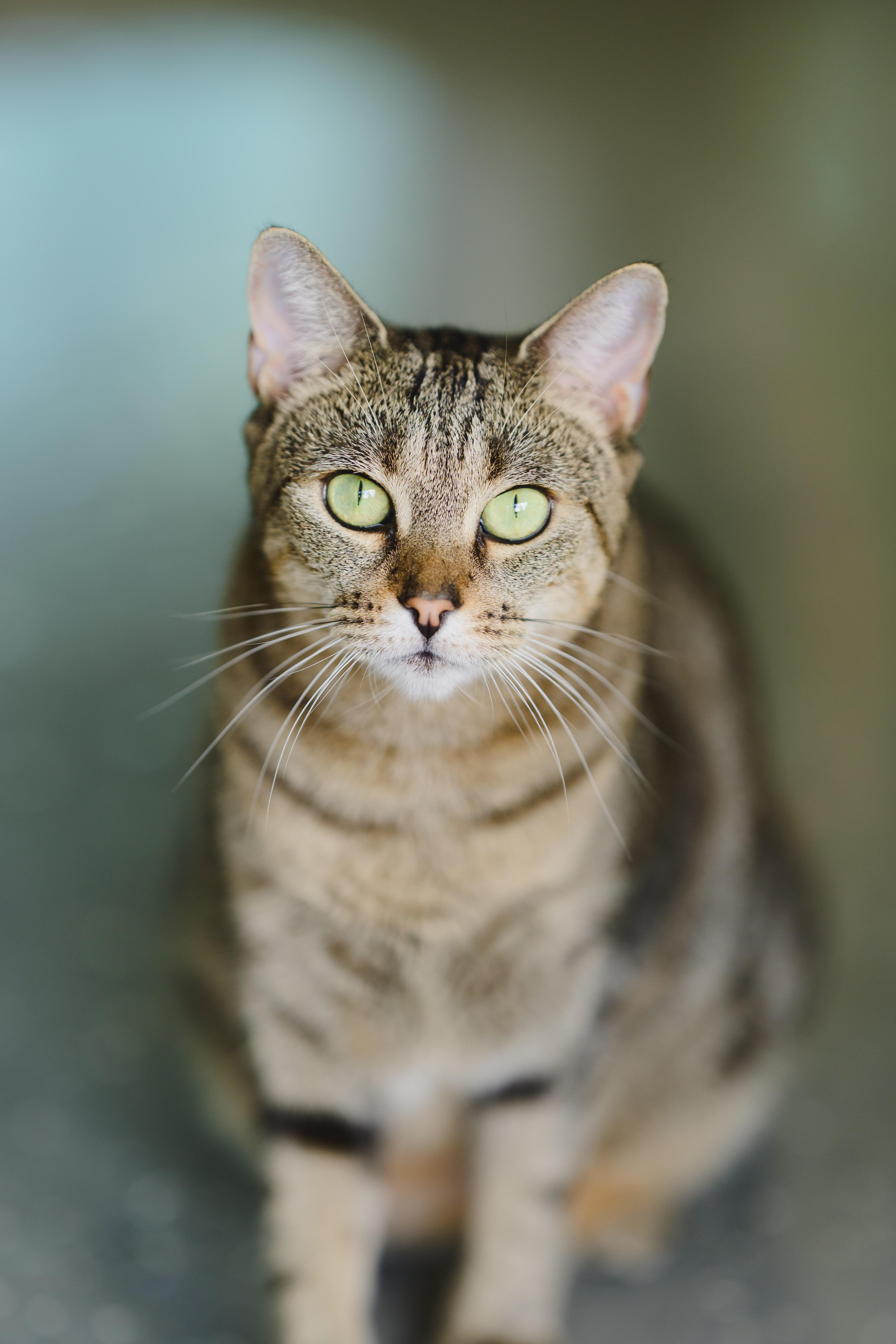 Ku'uipo, a Adoptable mixed breed in Honolulu, HI image 3/6