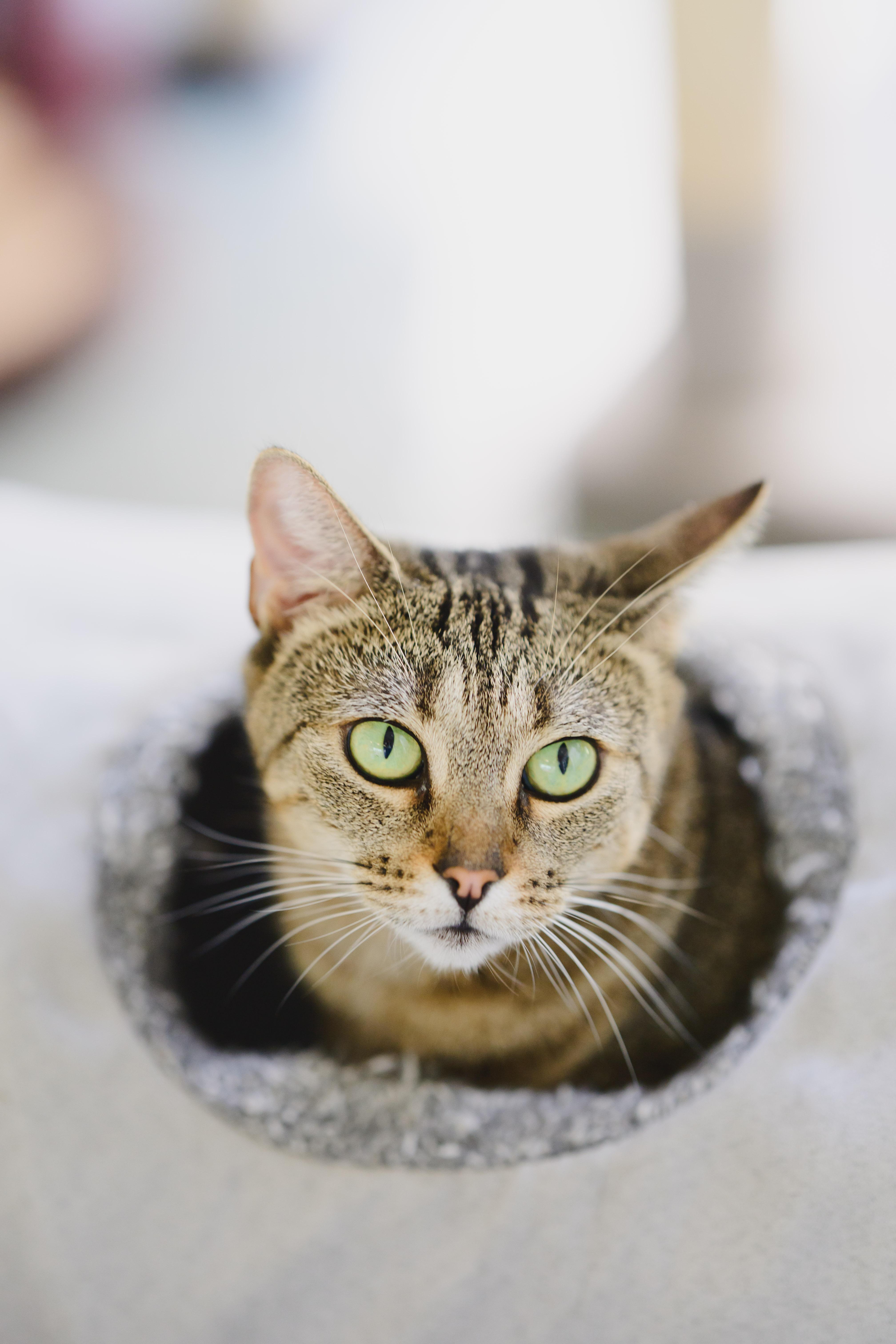 Ku'uipo, a Adoptable mixed breed in Honolulu, HI image 4/6