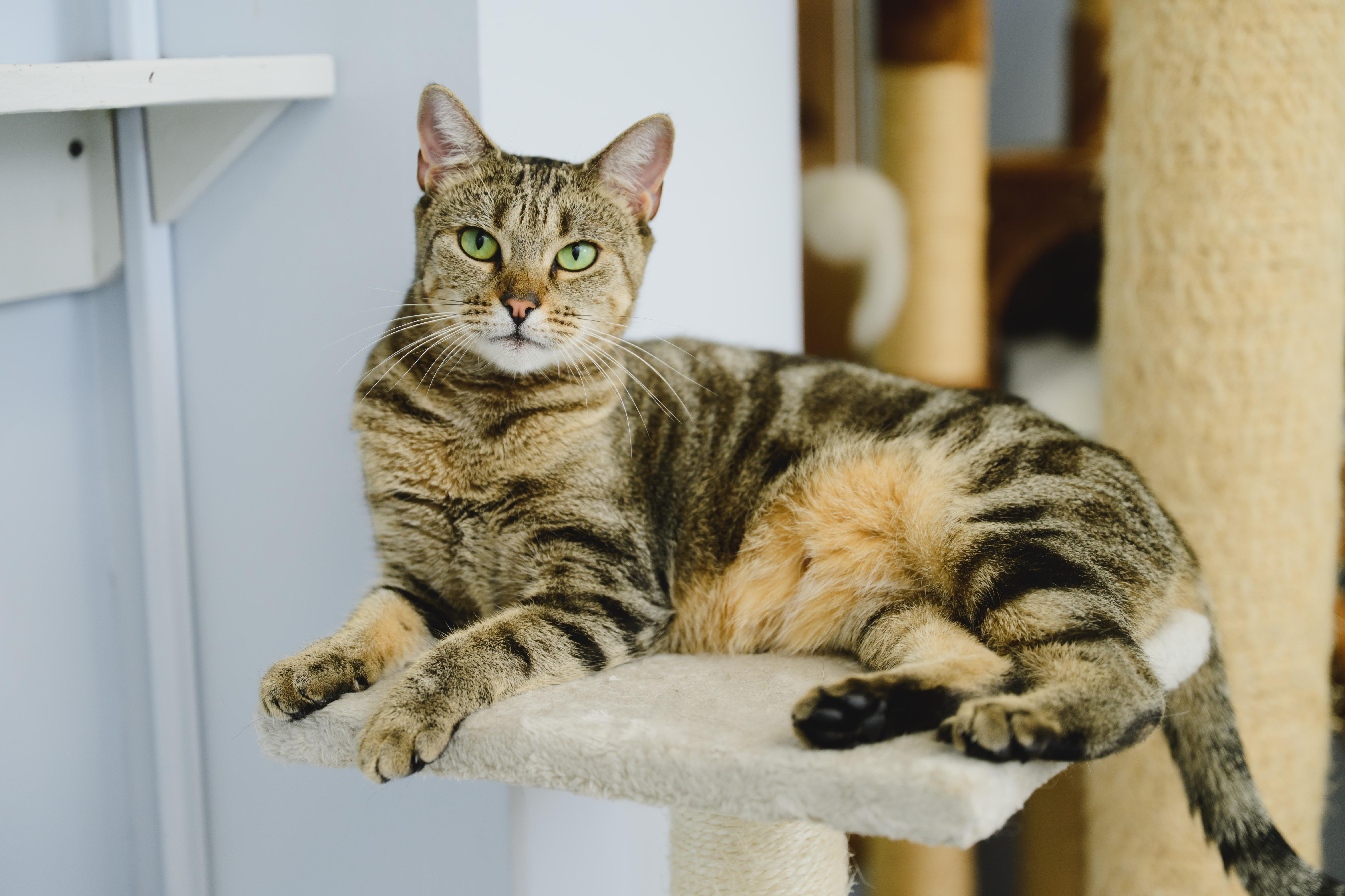 Enlarge Ku'uipo, a Adoptable mixed breed in Honolulu, HI image 1/6