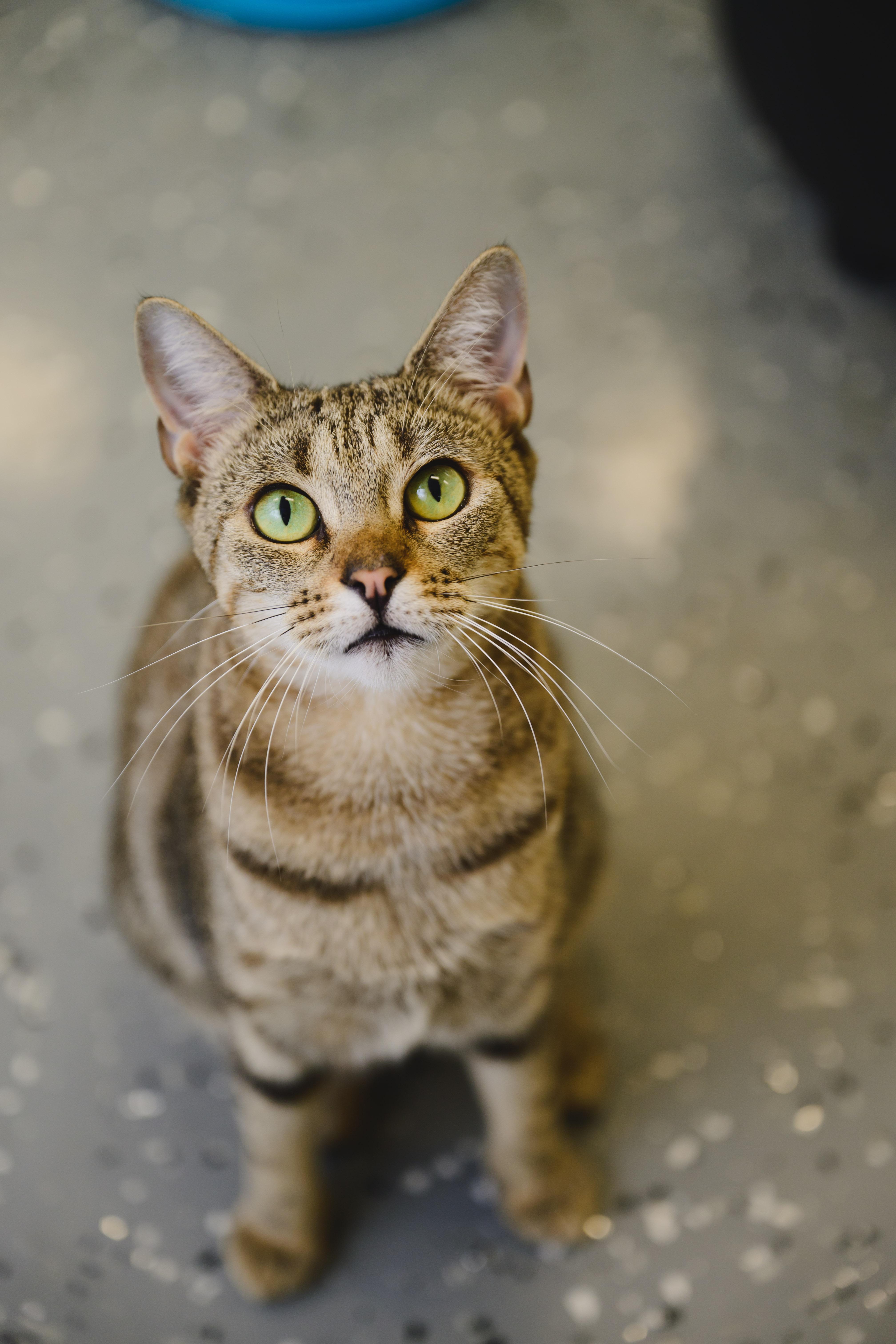 Enlarge Ku'uipo, a Adoptable mixed breed in Honolulu, HI image 2/6