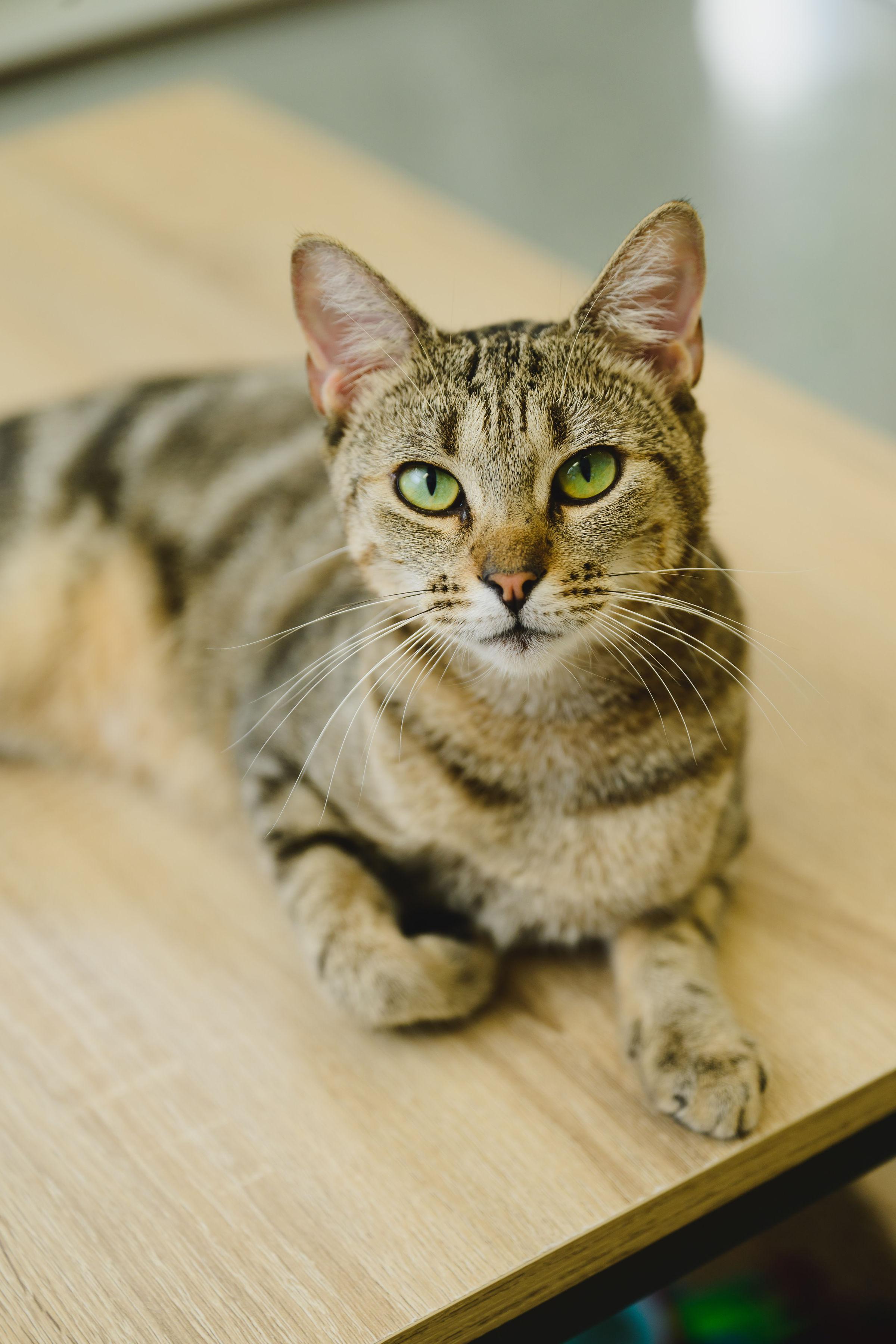 Enlarge Ku'uipo, a Adoptable mixed breed in Honolulu, HI image 3/6