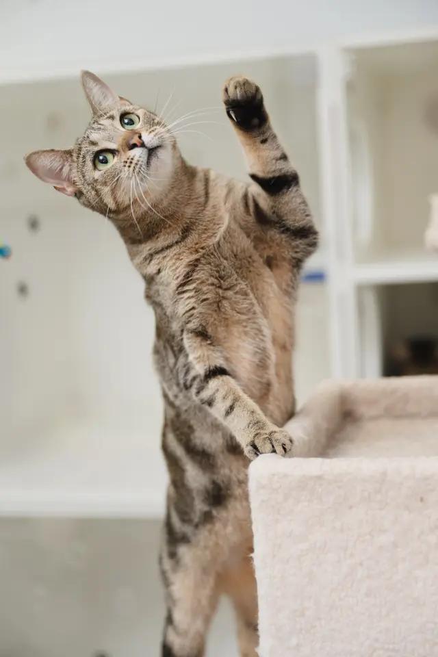 Enlarge Ku'uipo, a Adoptable mixed breed in Honolulu, HI image 5/6