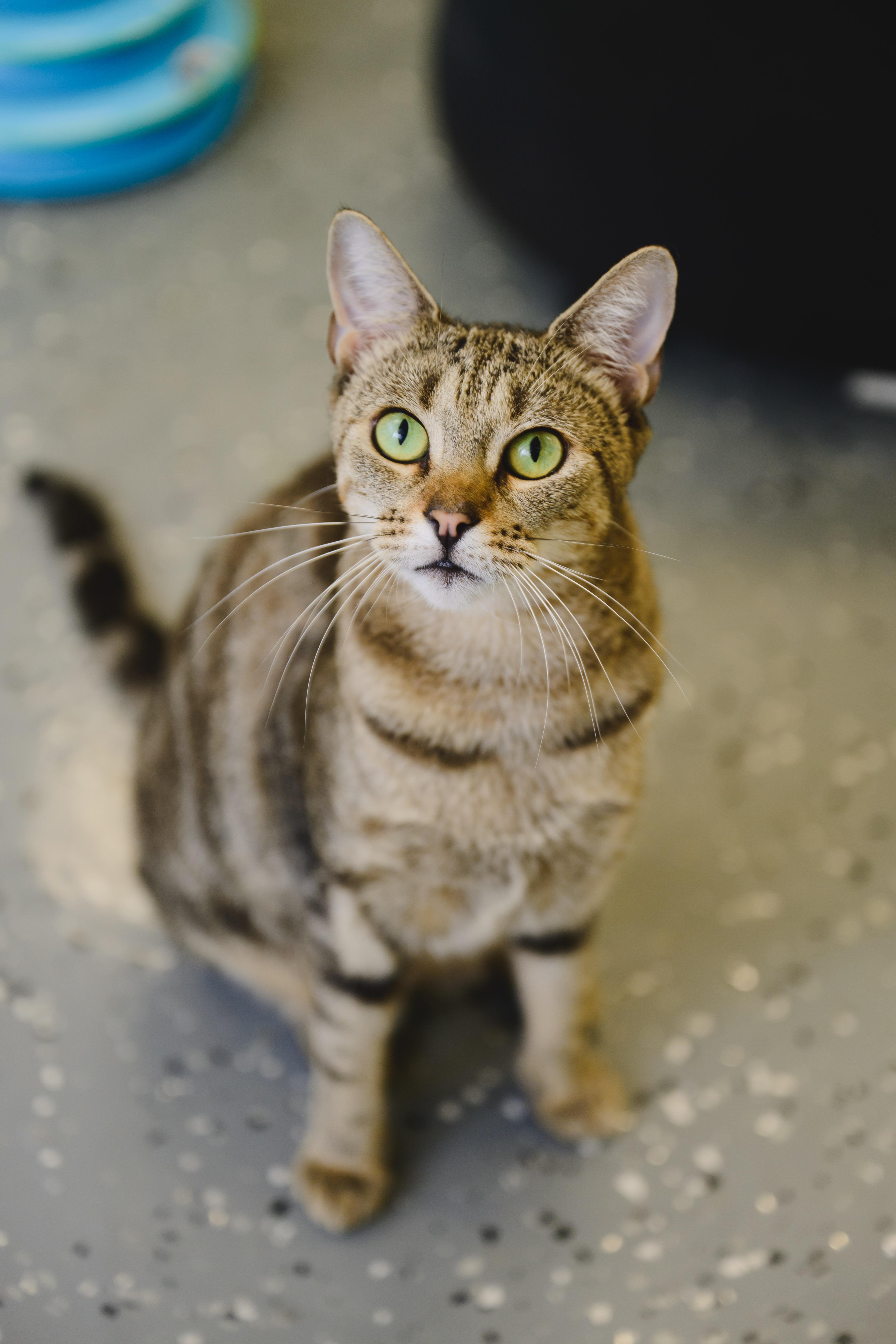 Enlarge Ku'uipo, a Adoptable mixed breed in Honolulu, HI image 6/6