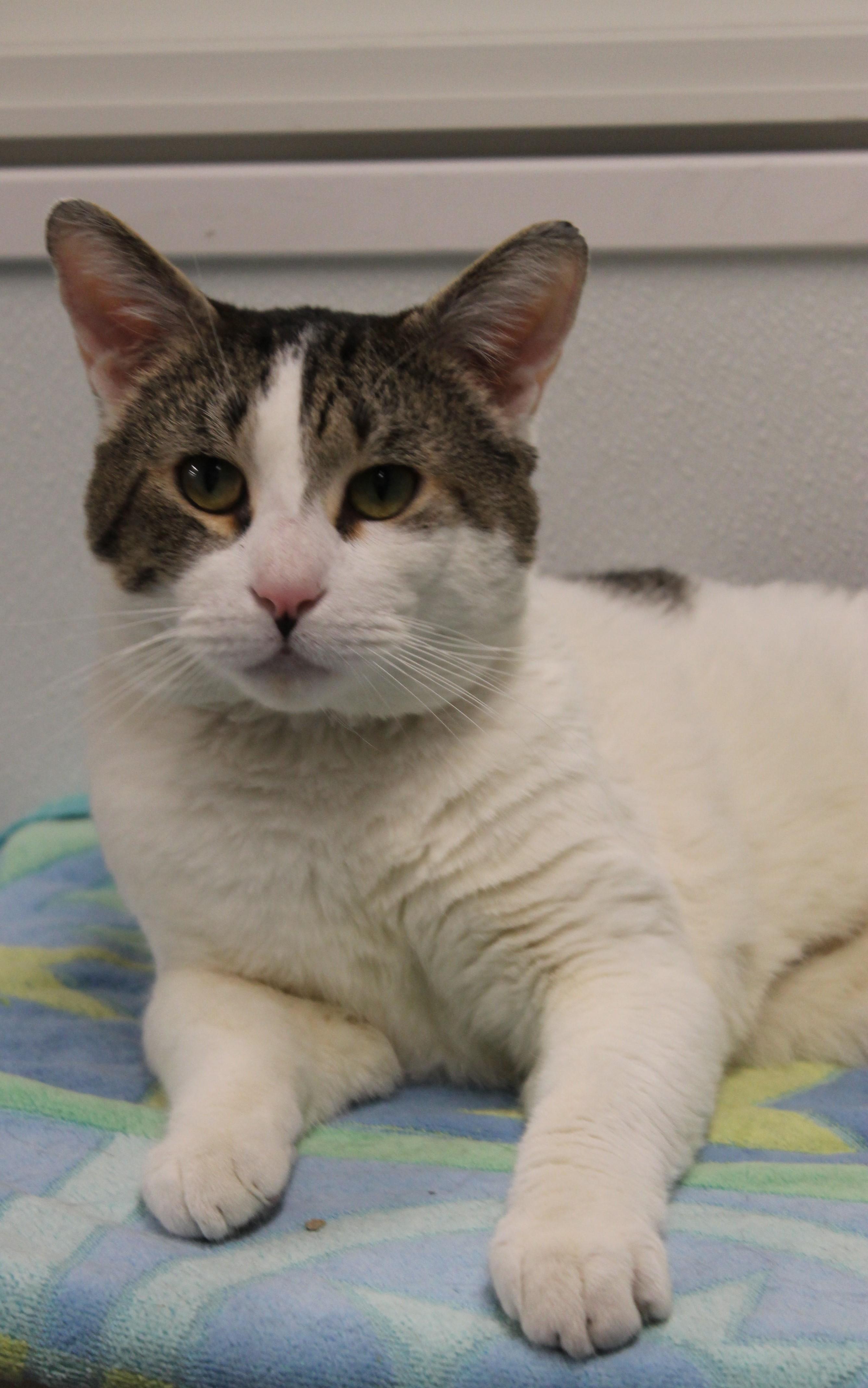 Enlarge Maverick, a ADOPTABLE Domestic Short Hair in Harrison, NY image 6/6