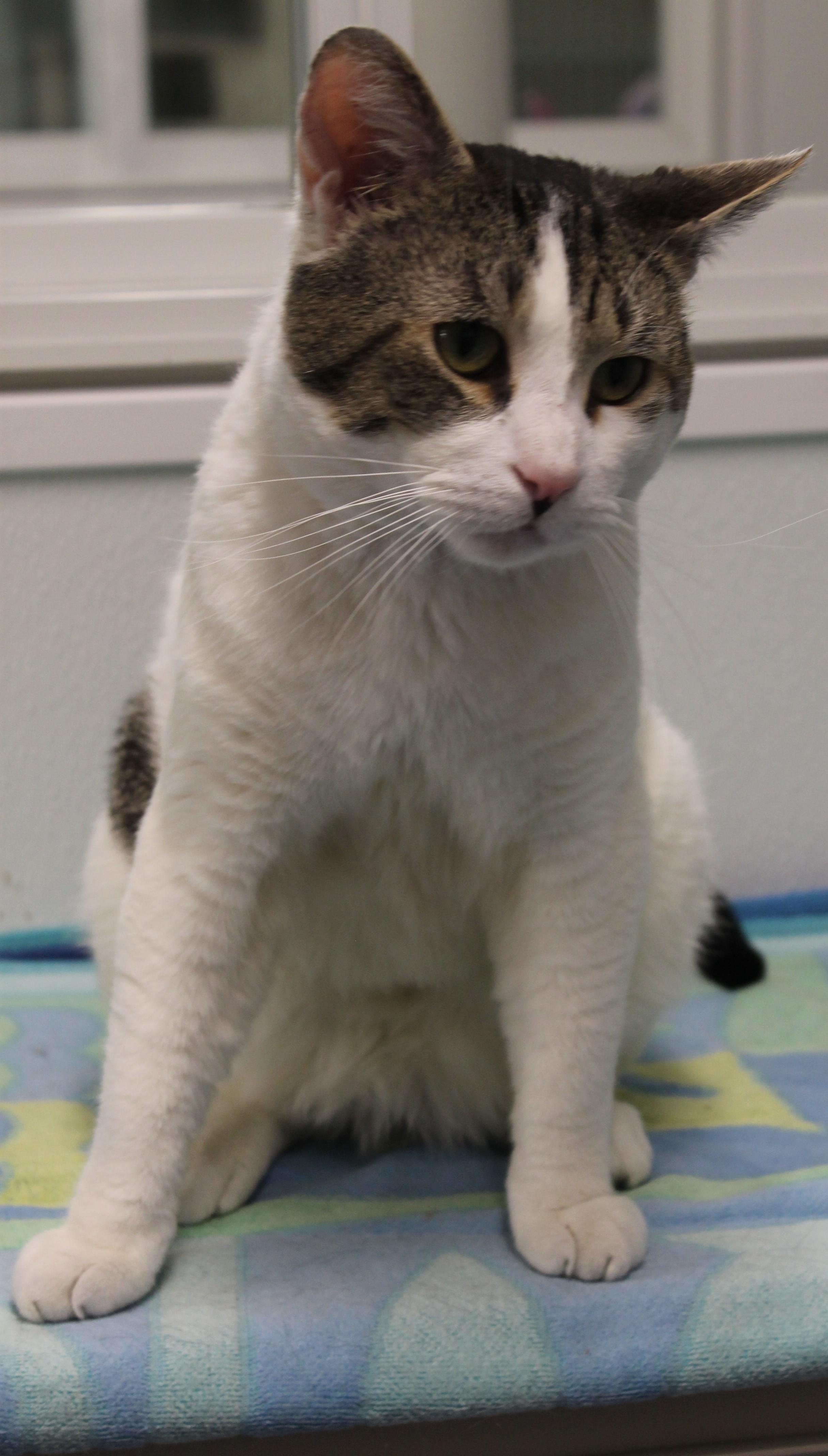 Enlarge Maverick, a ADOPTABLE Domestic Short Hair in Harrison, NY image 5/6