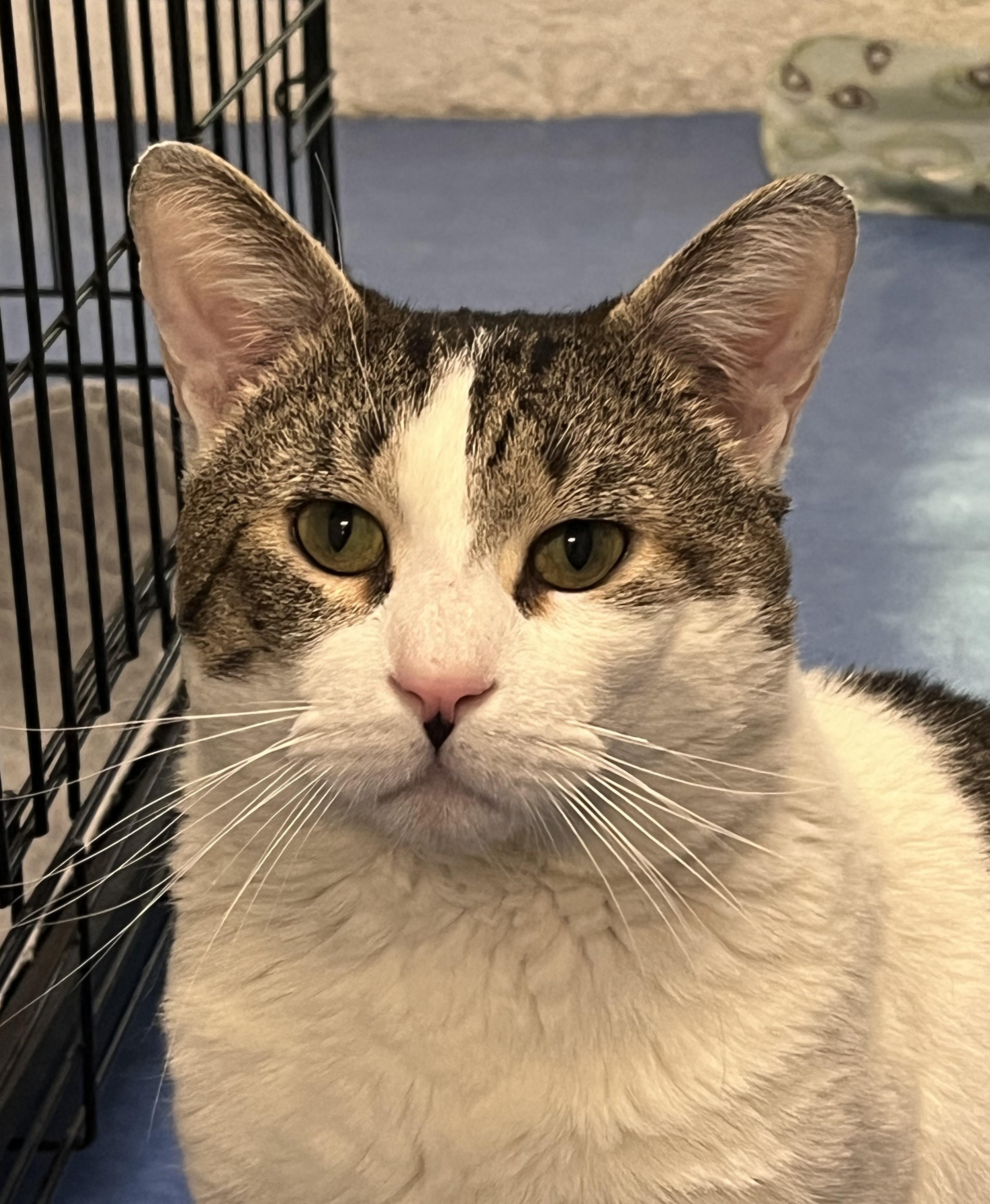Enlarge Maverick, a ADOPTABLE Domestic Short Hair in Harrison, NY image 3/6