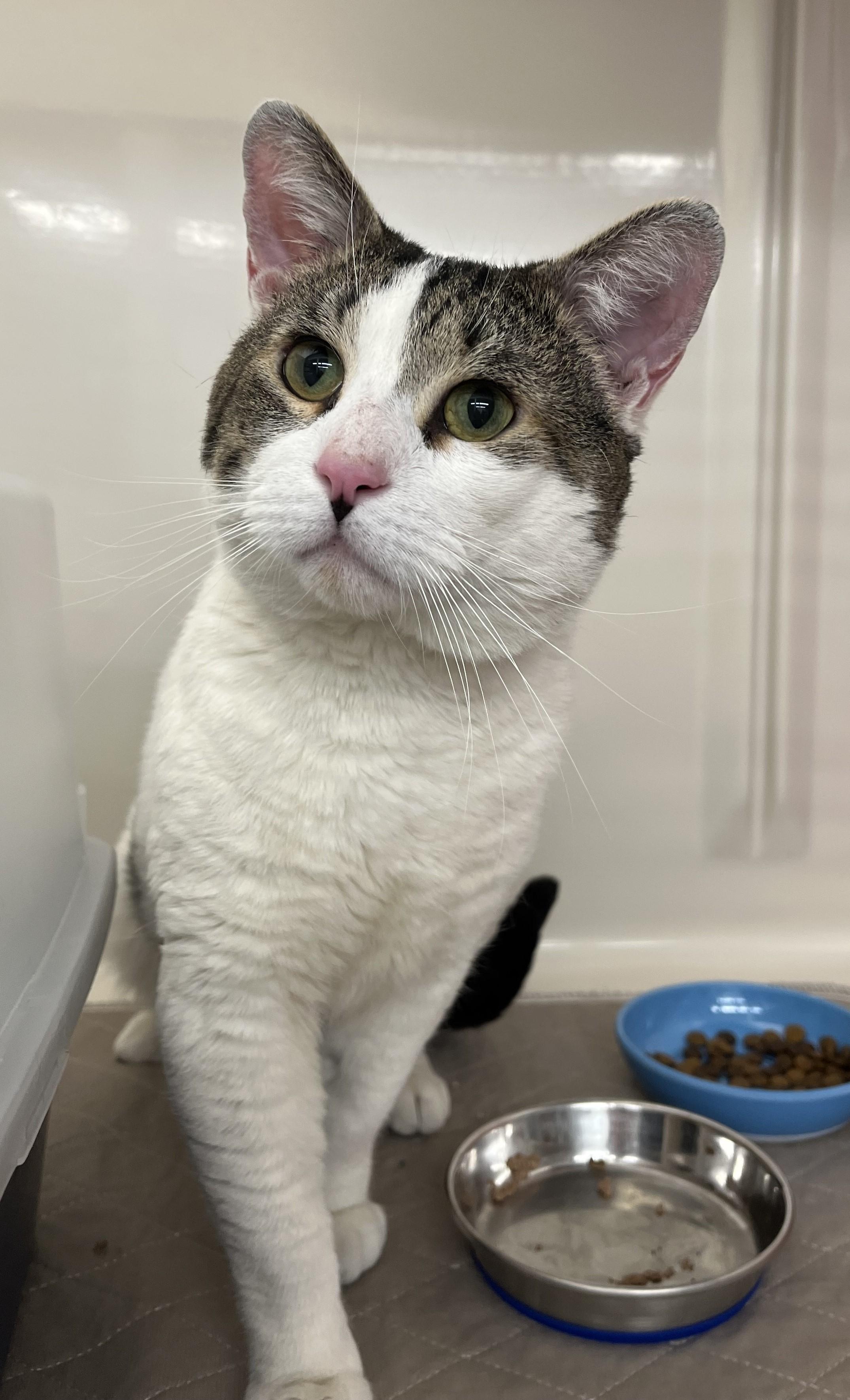 Enlarge Maverick, a ADOPTABLE Domestic Short Hair in Harrison, NY image 2/6