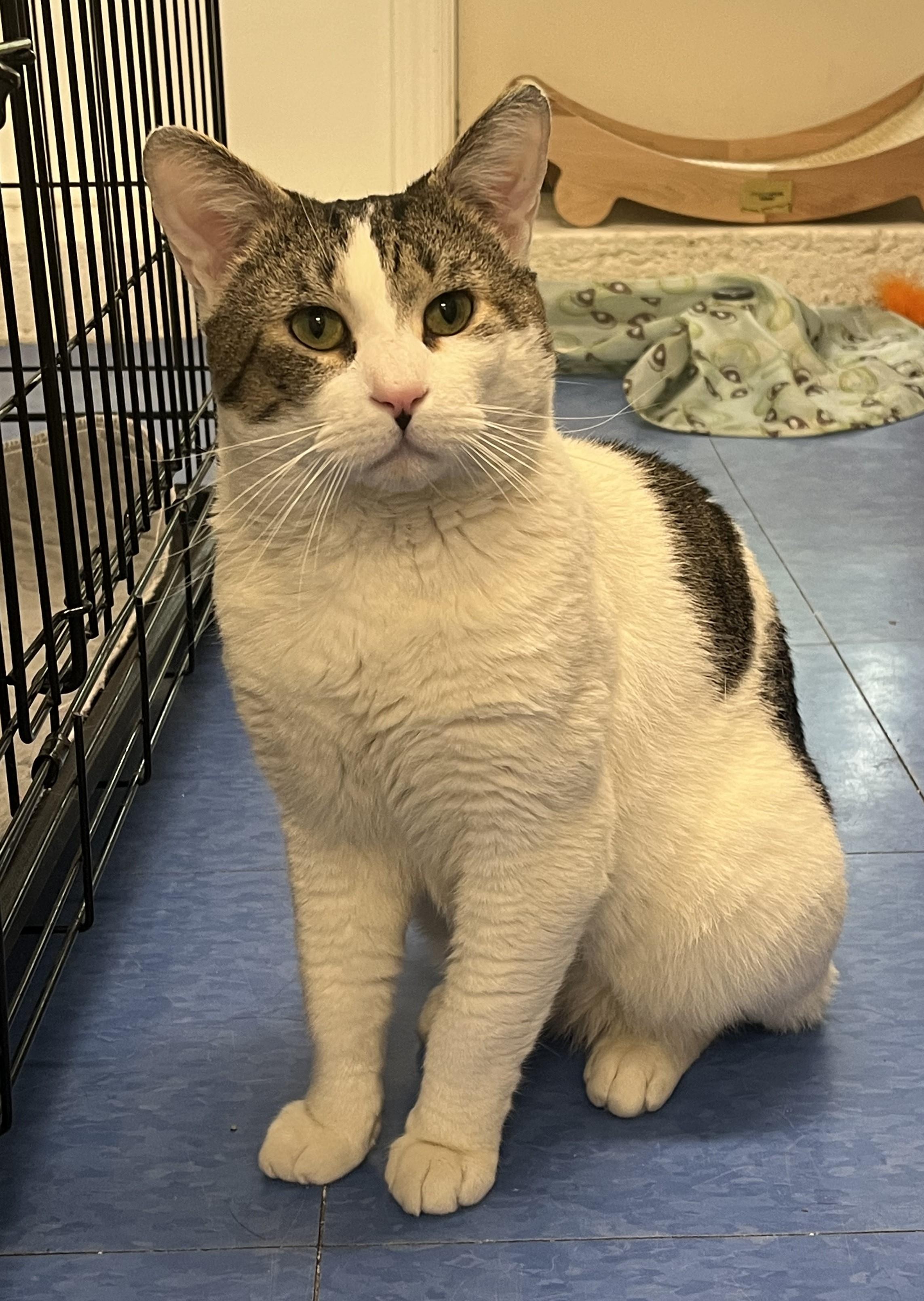 Enlarge Maverick, a ADOPTABLE Domestic Short Hair in Harrison, NY image 1/6