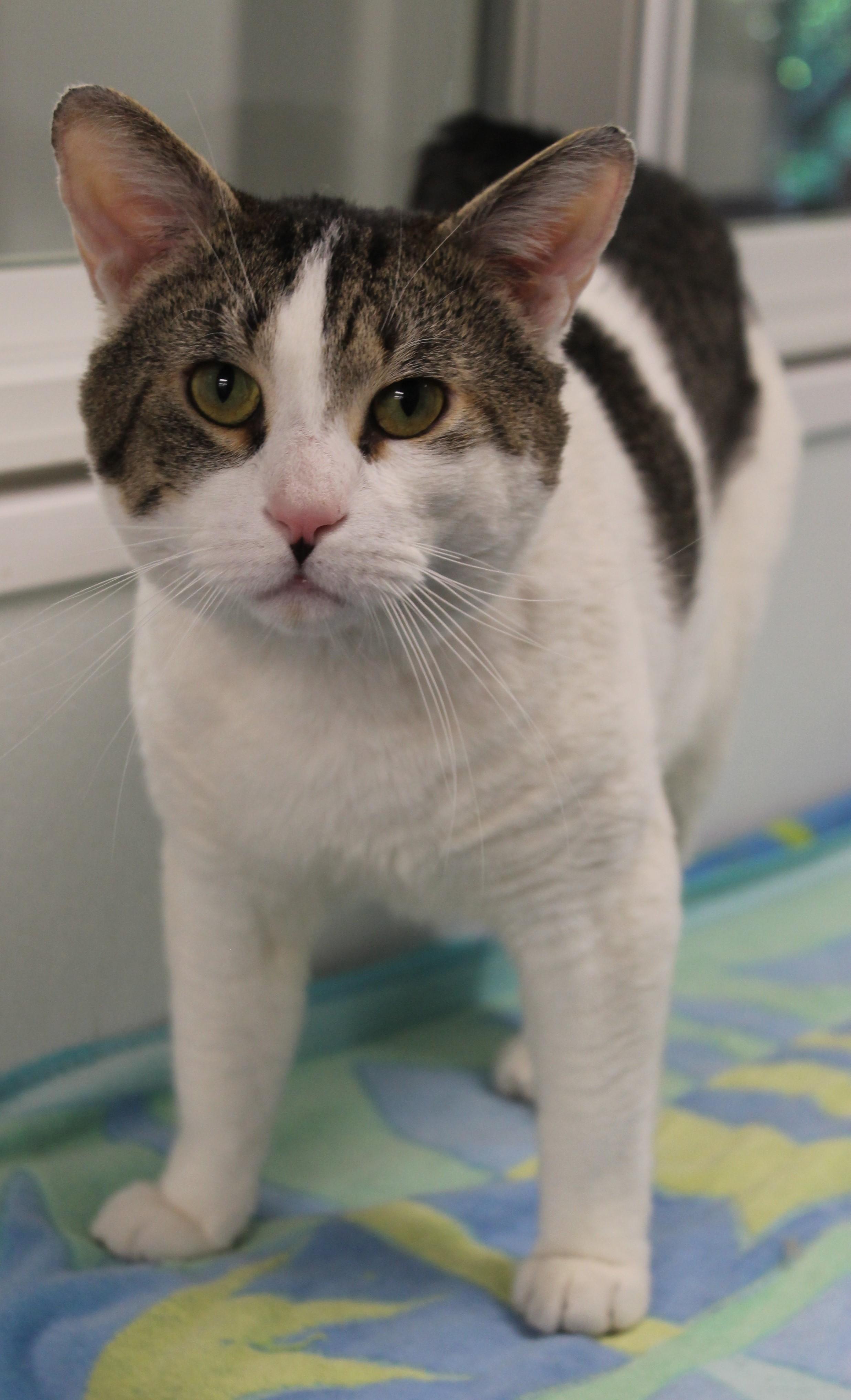 Enlarge Maverick, a ADOPTABLE Domestic Short Hair in Harrison, NY image 4/6