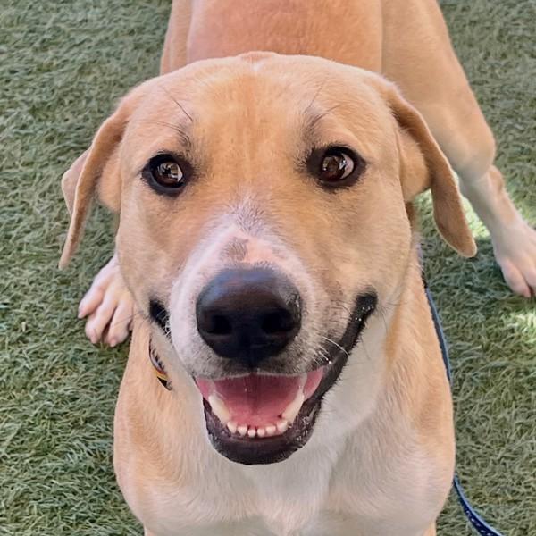 Enlarge Kaladin, a Adoptable mixed breed in Walnut Creek, CA image 1/3