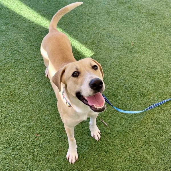 Enlarge Kaladin, a Adoptable mixed breed in Walnut Creek, CA image 3/3