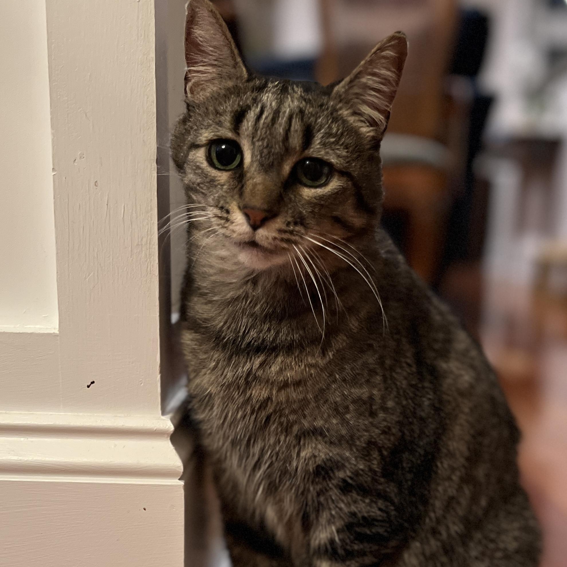 Jewel, an adoptable Domestic Medium Hair in New Bern, NC, 28560 | Photo Image 1