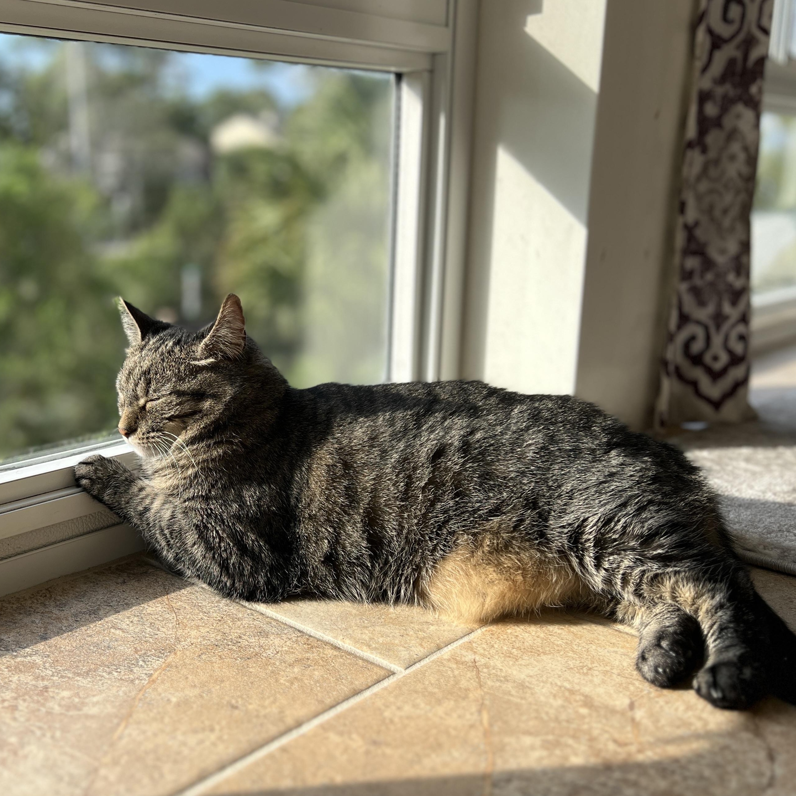 Enlarge Jewel, a Adoptable Domestic Medium Hair in New Bern, NC image 2/4