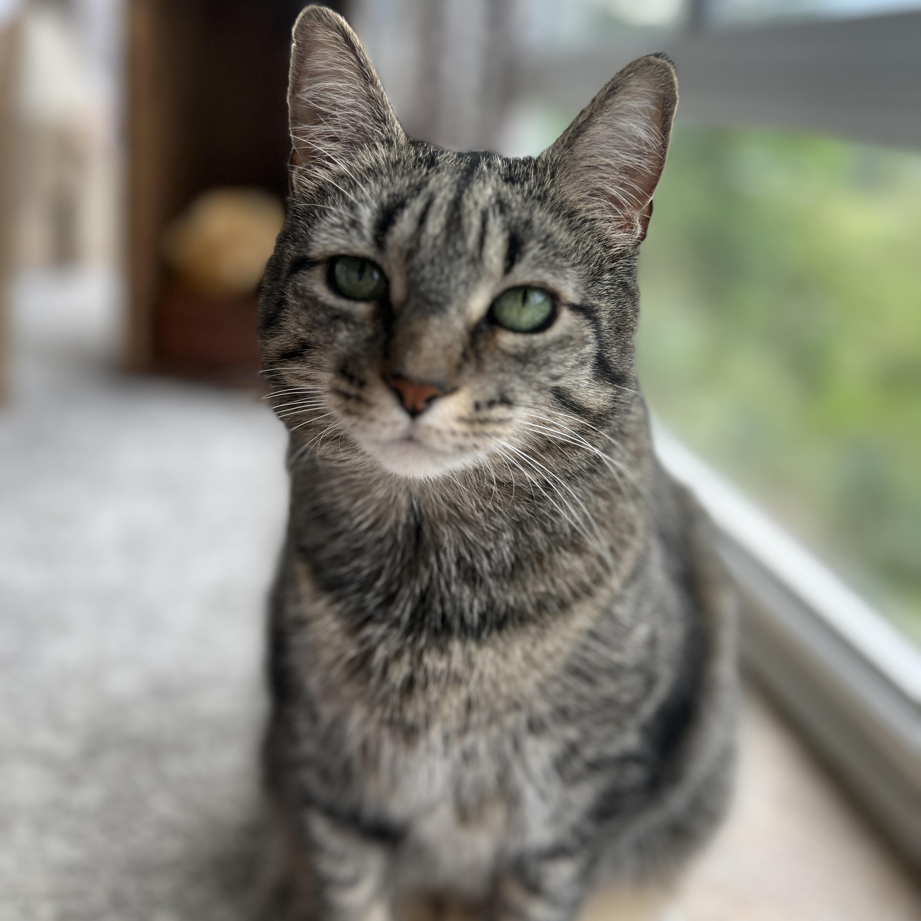 Enlarge Jewel, a Adoptable Domestic Medium Hair in New Bern, NC image 3/4