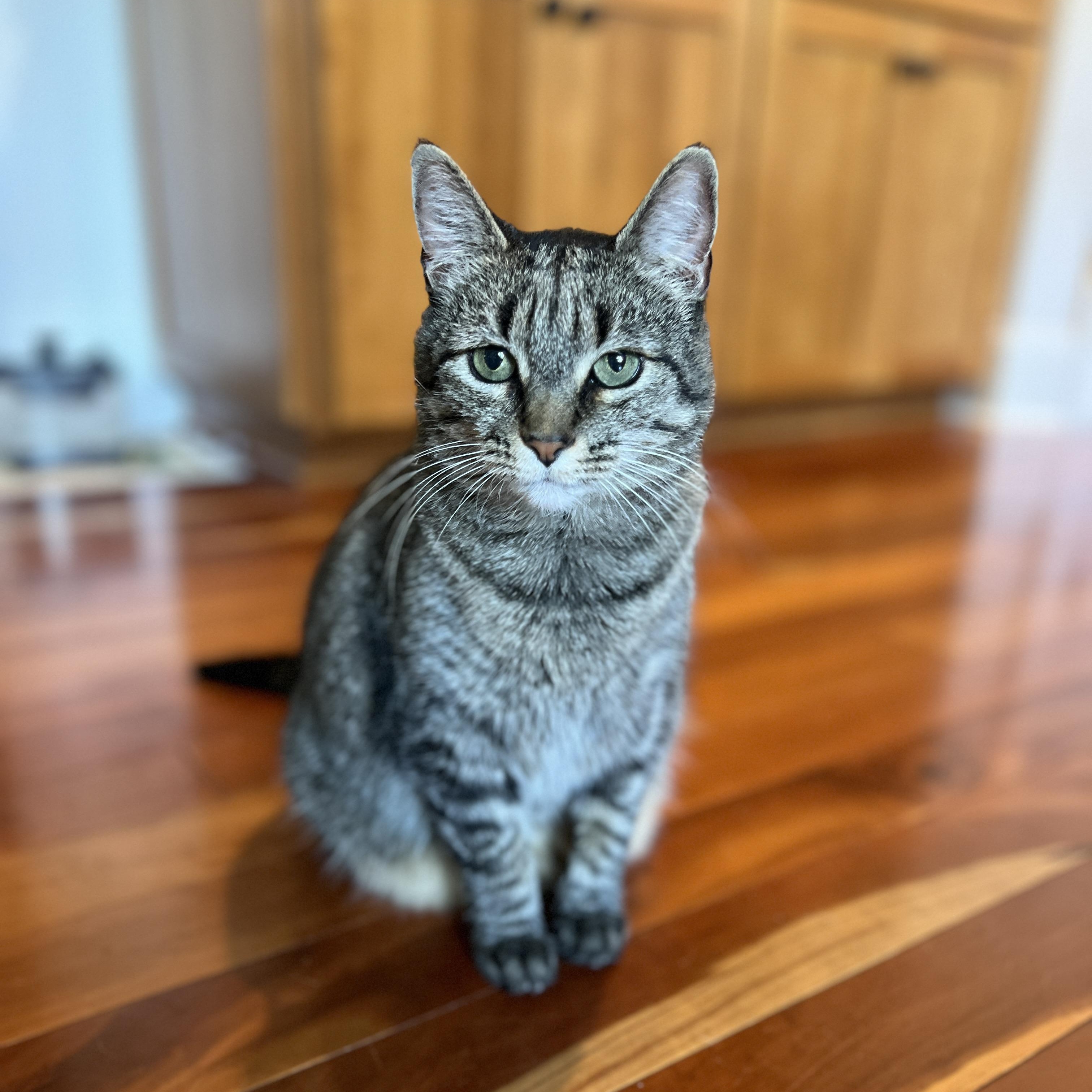 Enlarge Jewel, a Adoptable Domestic Medium Hair in New Bern, NC image 1/4