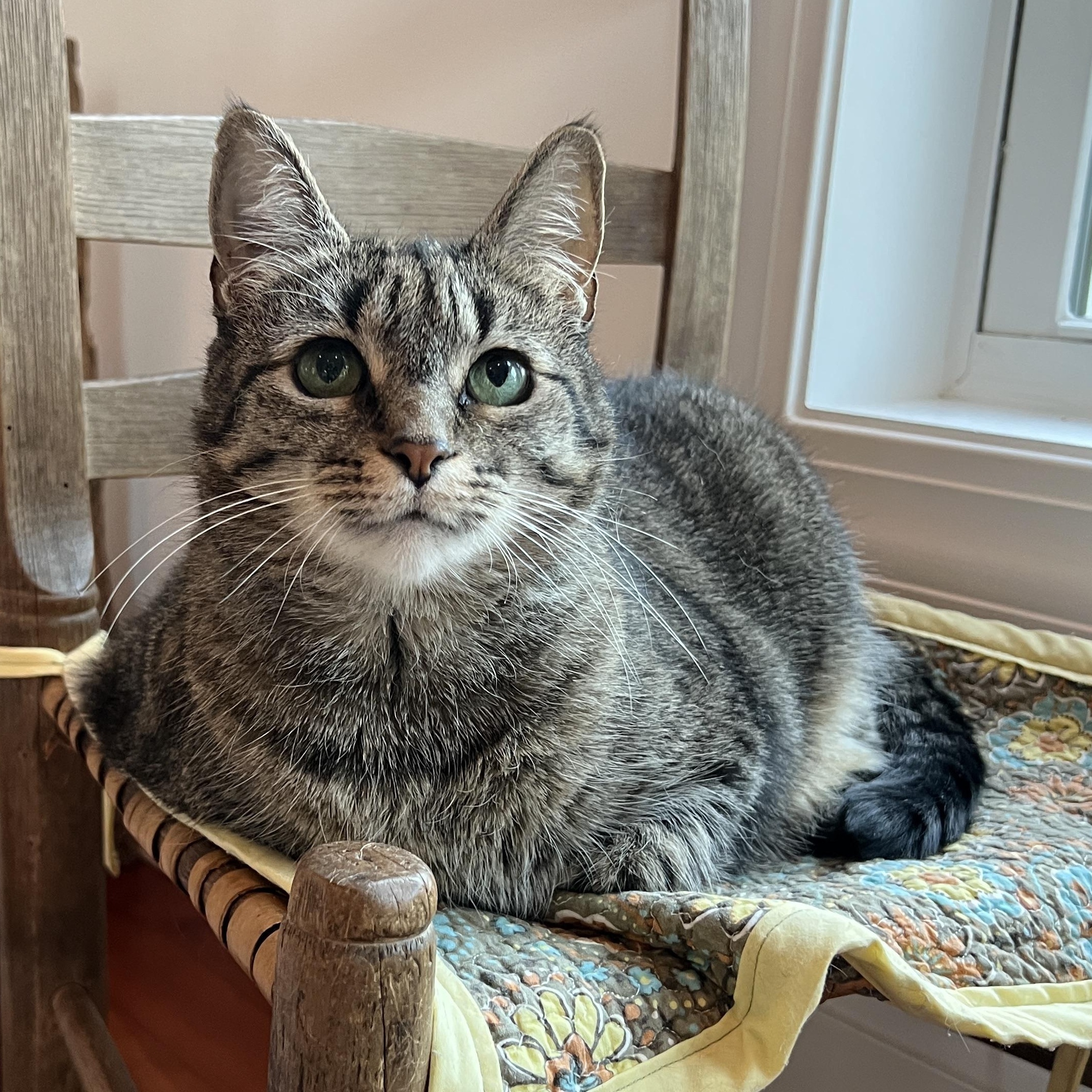 Enlarge Jewel, a Adoptable Domestic Medium Hair in New Bern, NC image 4/4