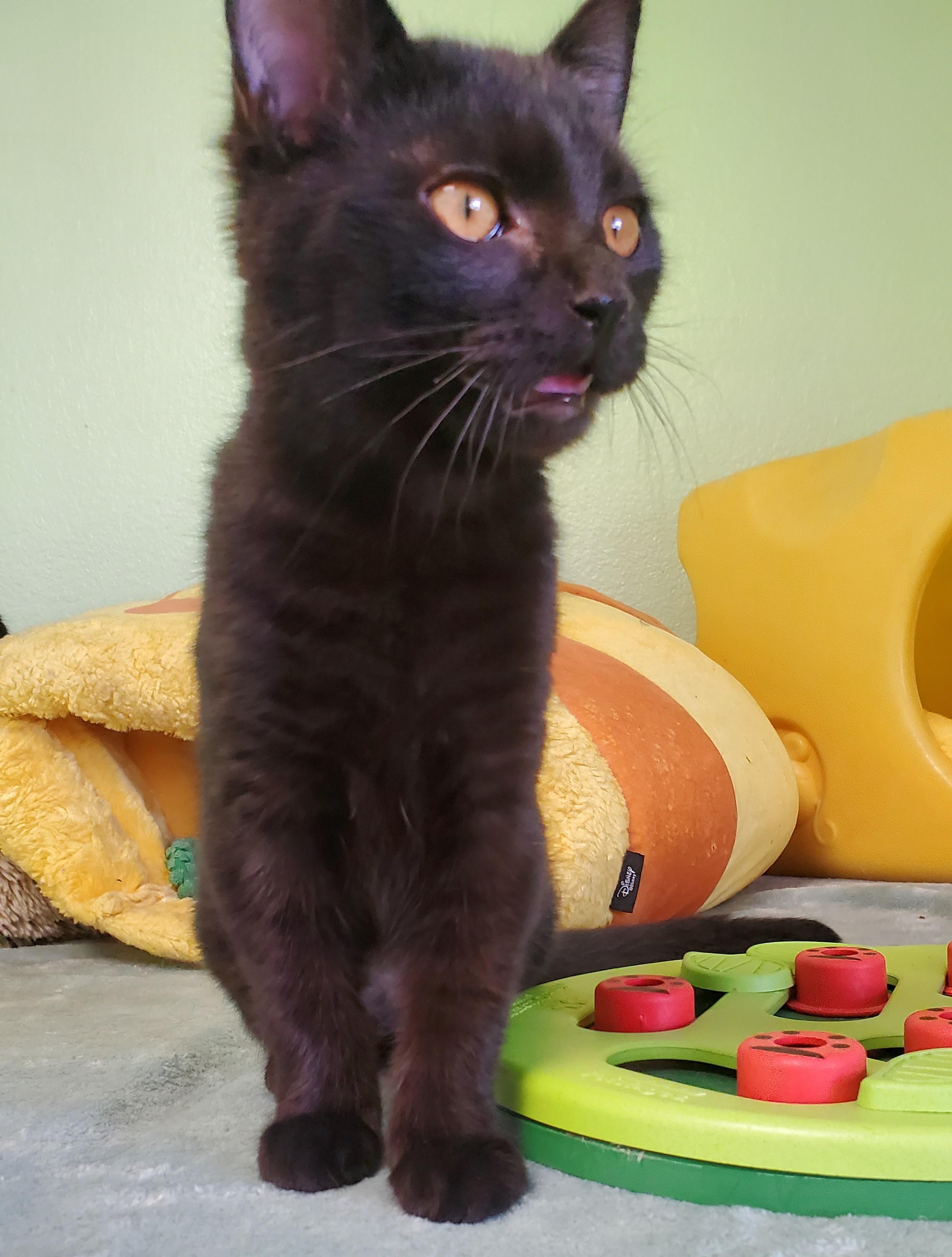Magic, Adopted, Kitten Female Domestic Short Hair.
