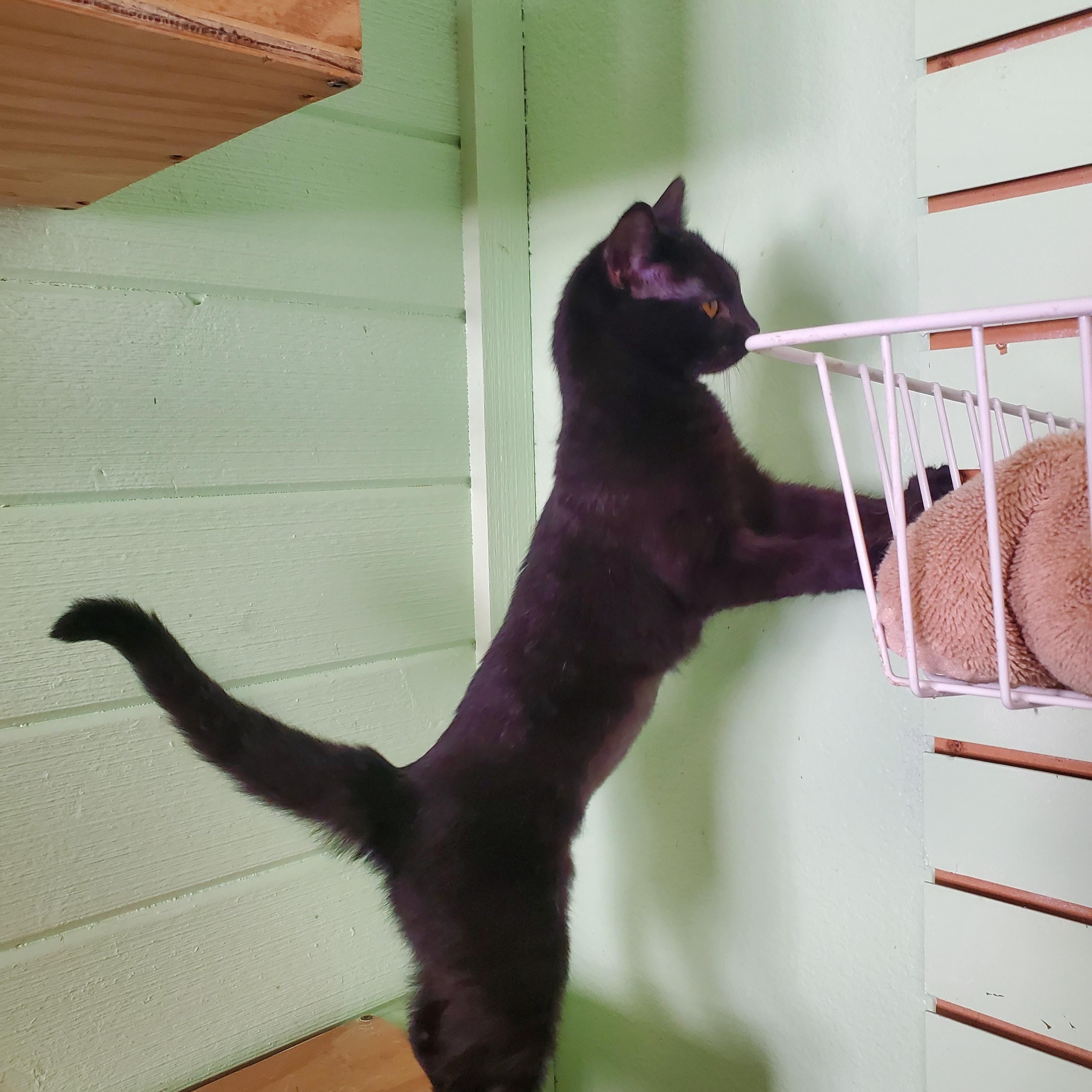 Magic, a Adopted mixed breed in Avalon, CA image 3/5