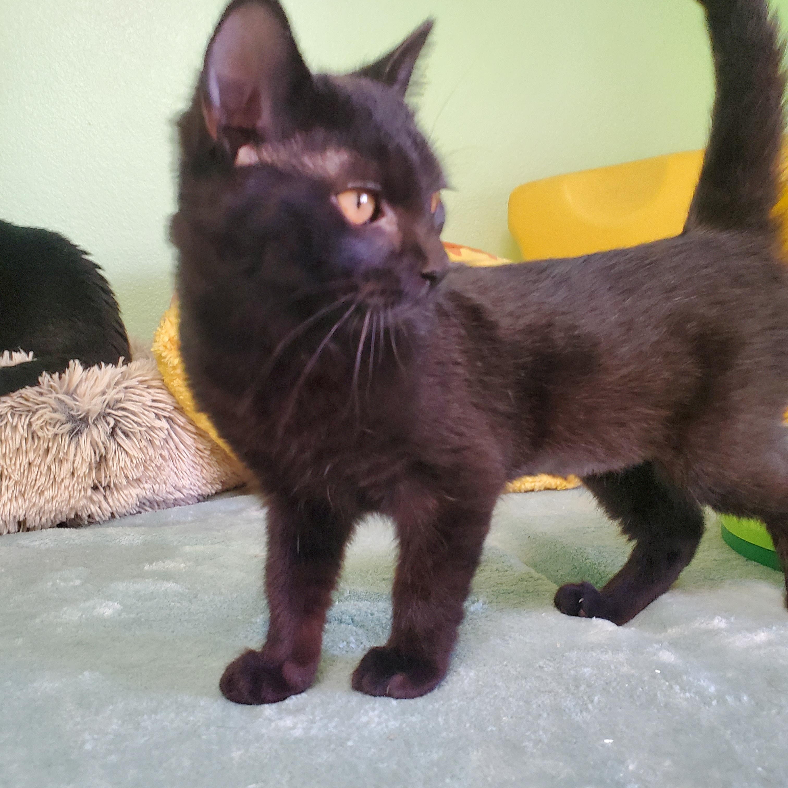 Magic, a Adopted mixed breed in Avalon, CA image 4/5