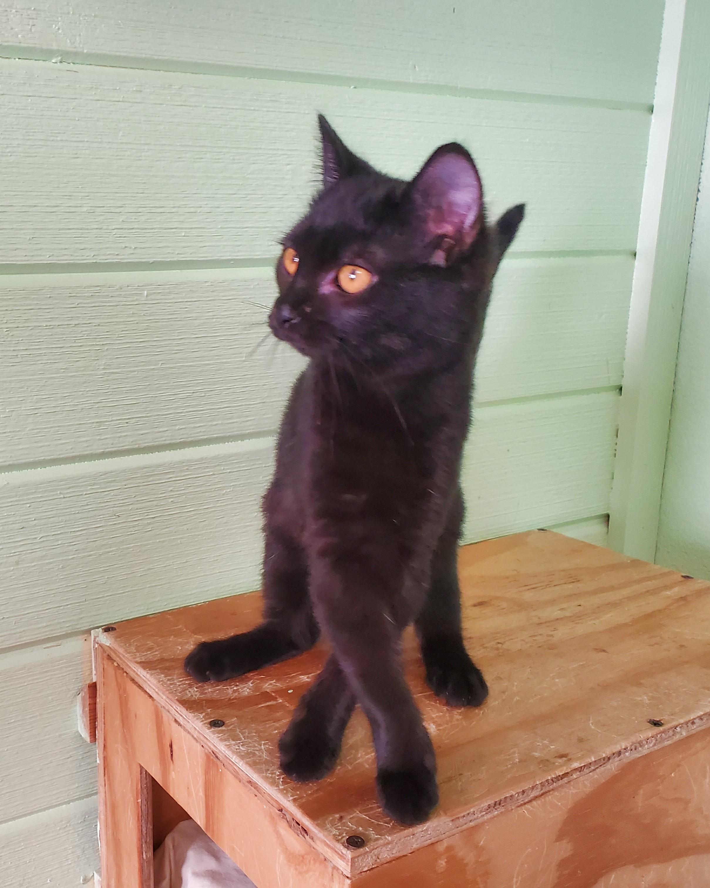 Magic, a Adopted mixed breed in Avalon, CA image 5/5