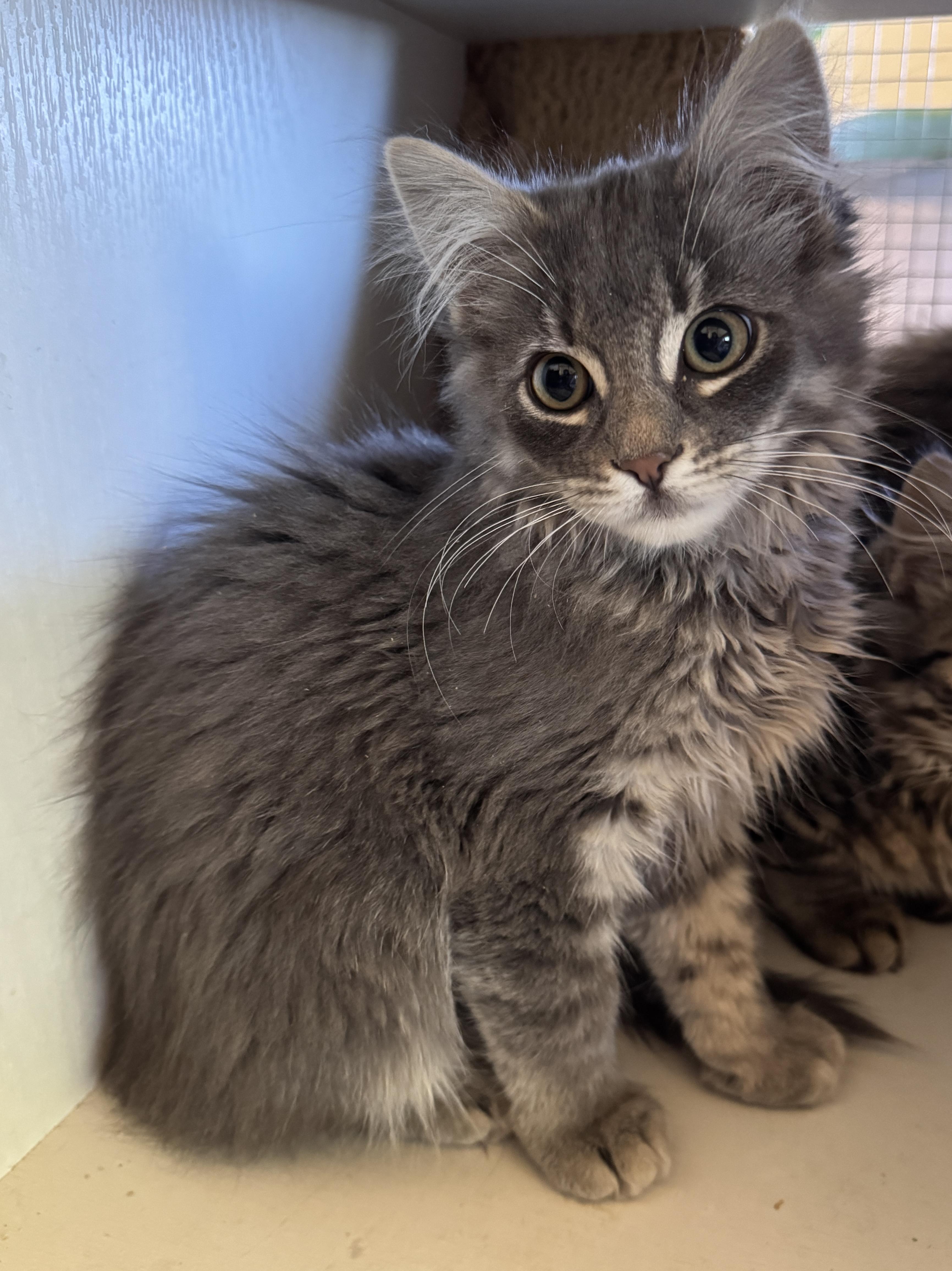 Moana, an adopted Domestic Medium Hair in Portland, OR image 3/3