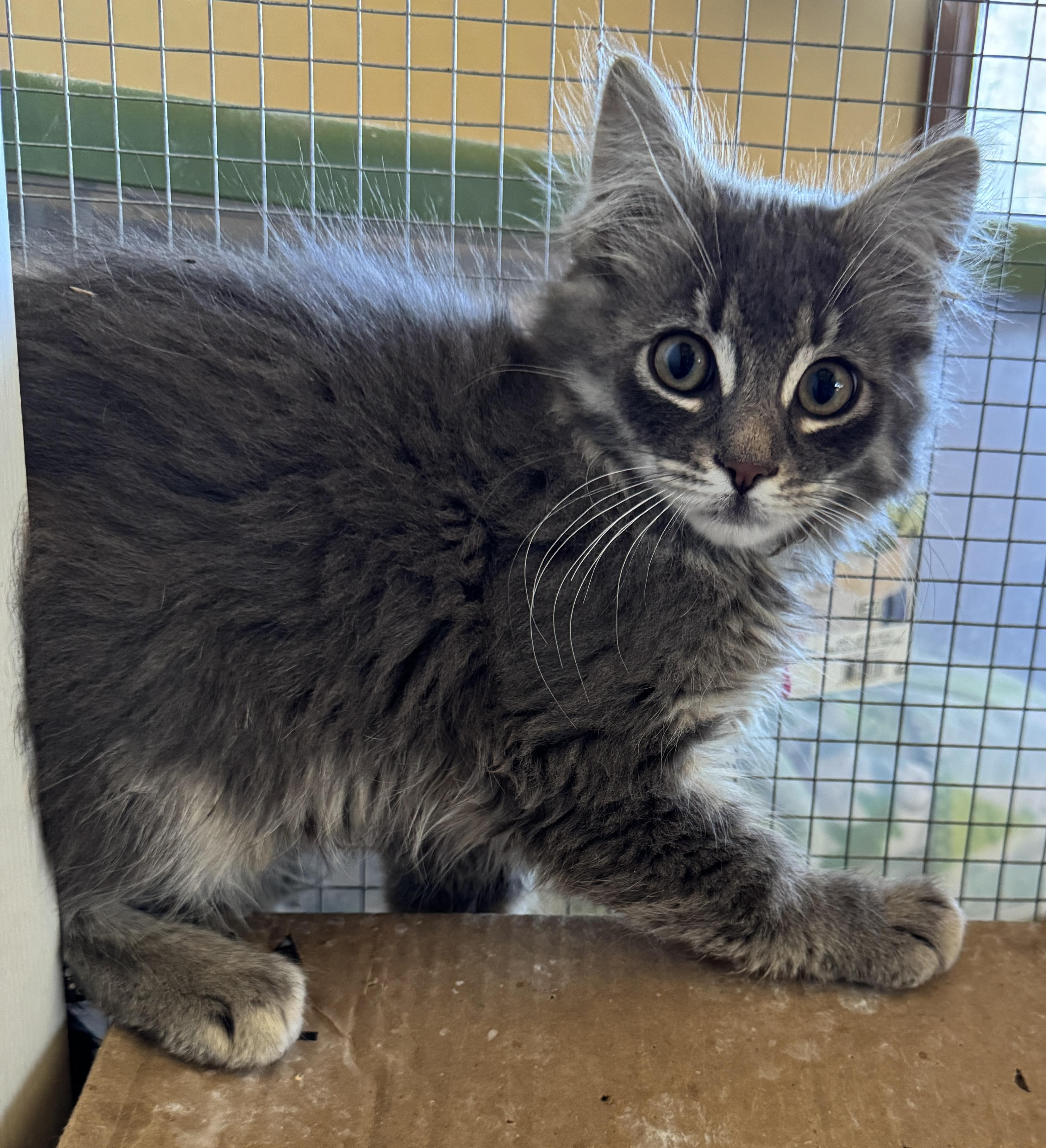 Moana, an adopted Domestic Medium Hair in Portland, OR image 2/3