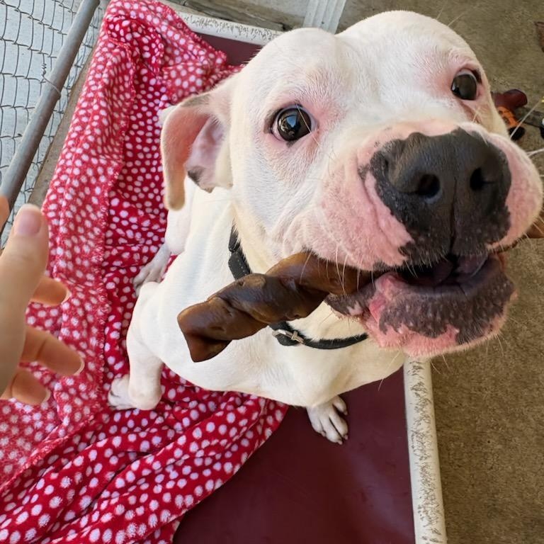Enlarge Hitch, a Adoptable mixed breed in White Oak, PA image 5/6