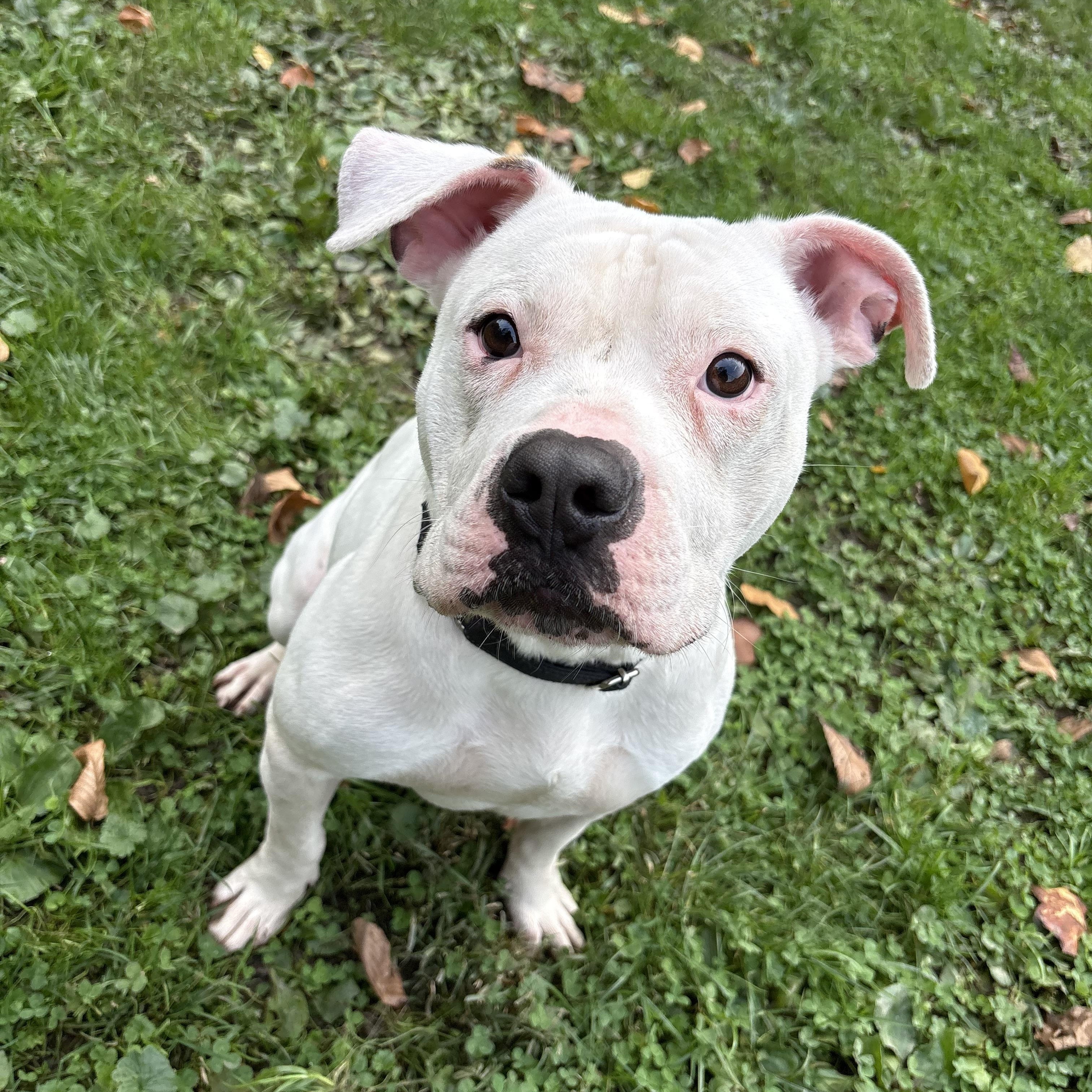 Enlarge Hitch, a Adoptable mixed breed in White Oak, PA image 3/6