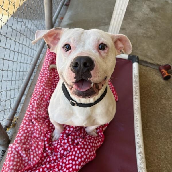 Enlarge Hitch, a Adoptable mixed breed in White Oak, PA image 4/6