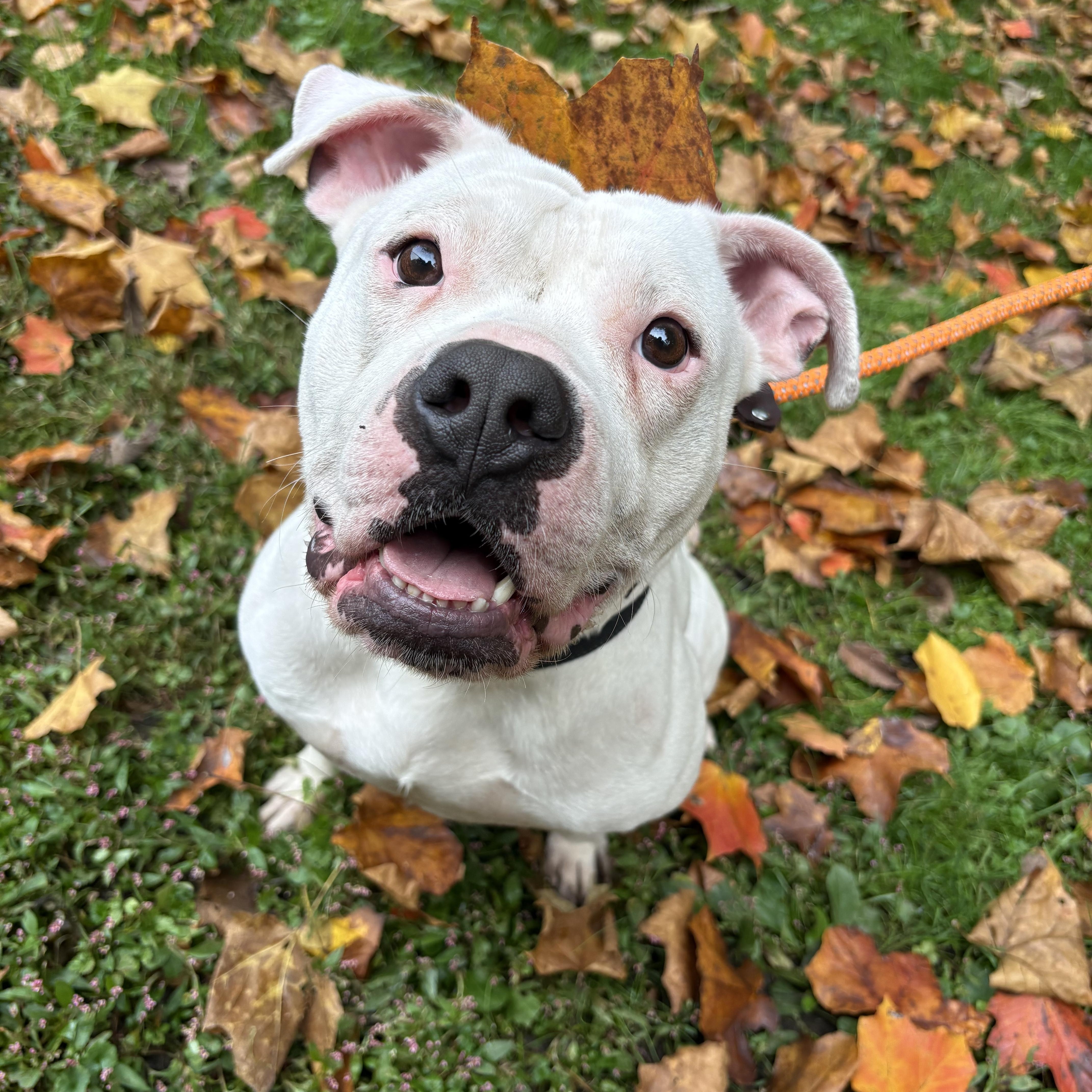 Hitch, Adoptable, Young Male Pit Bull Terrier.