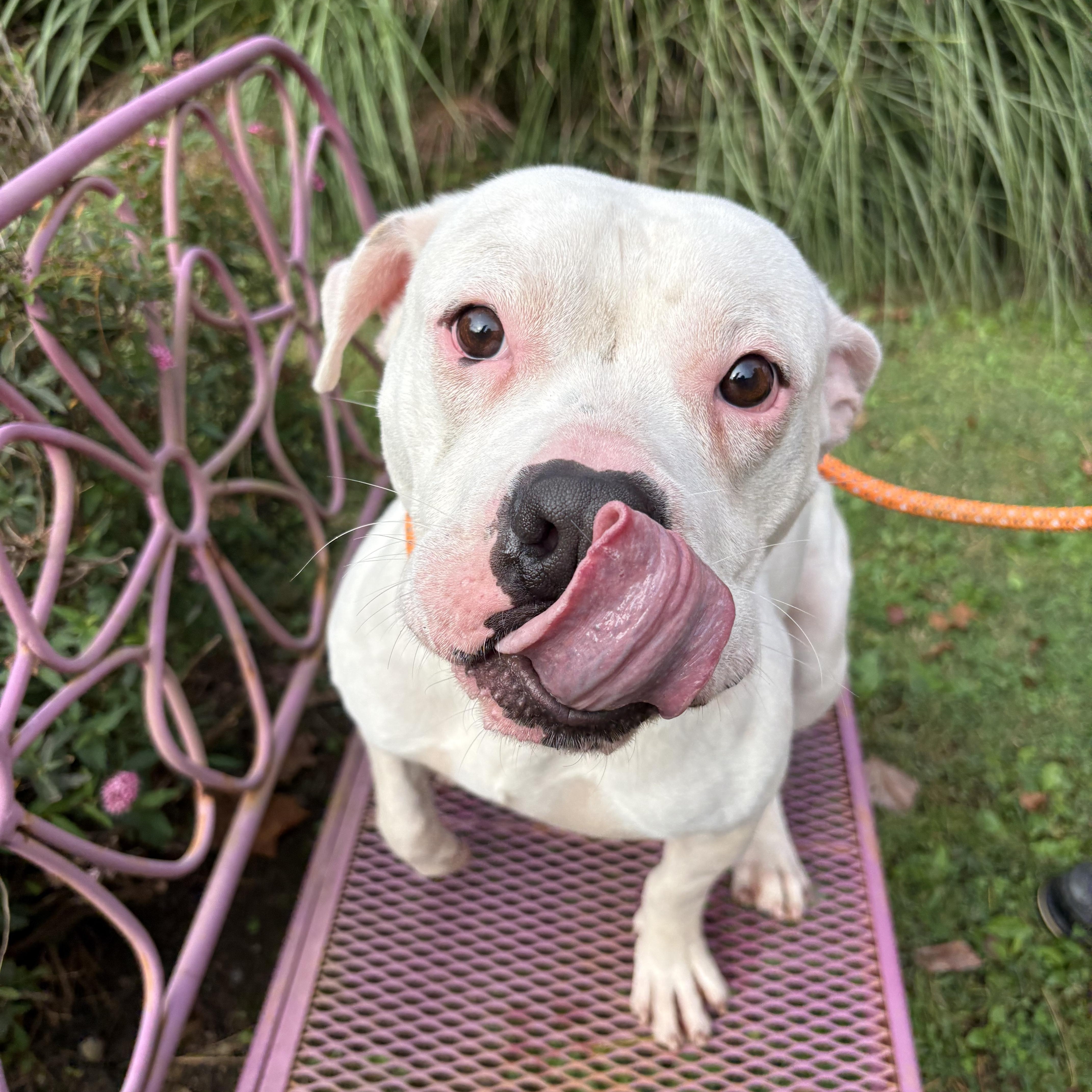 Enlarge Hitch, a Adoptable mixed breed in White Oak, PA image 6/6