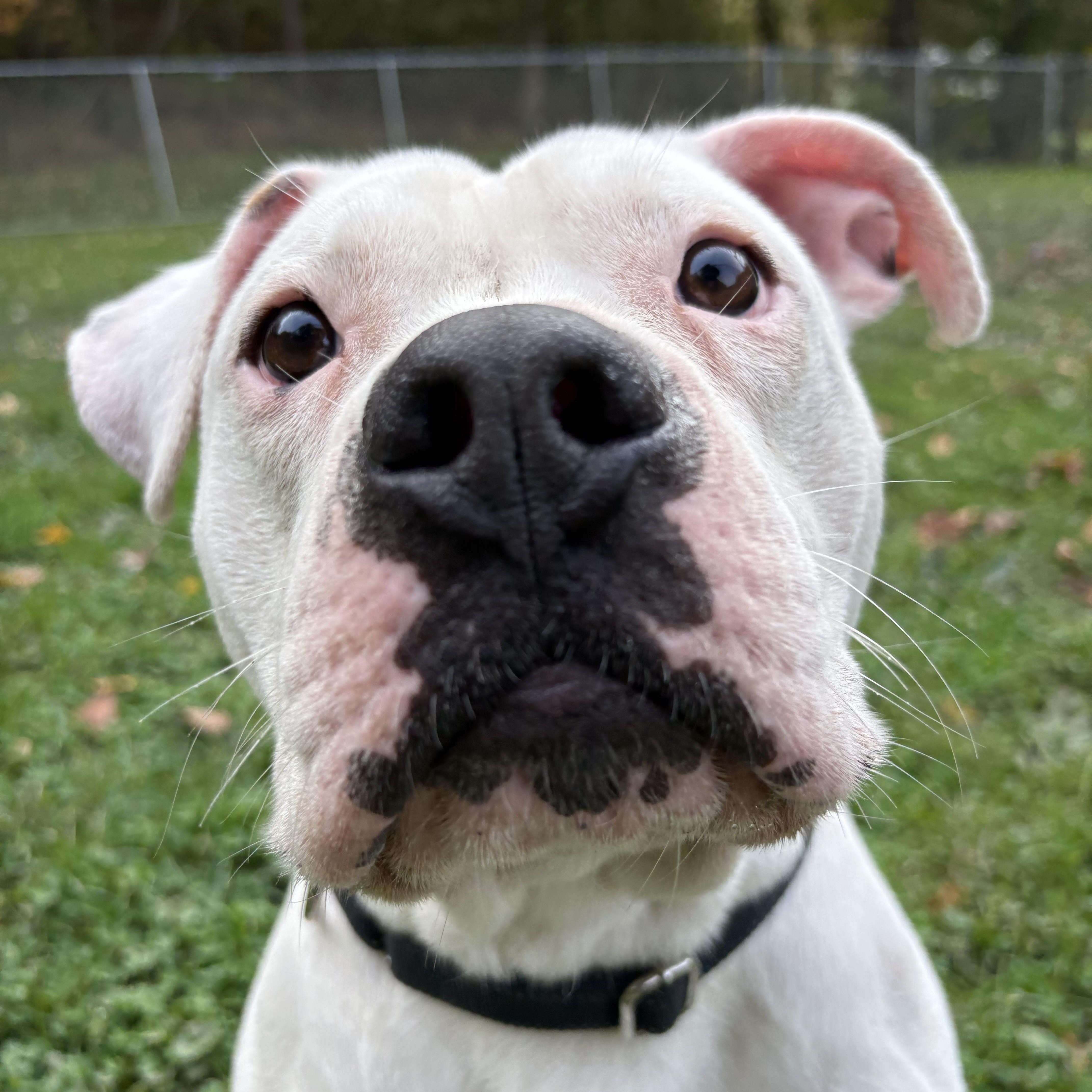 Enlarge Hitch, a Adoptable mixed breed in White Oak, PA image 2/6