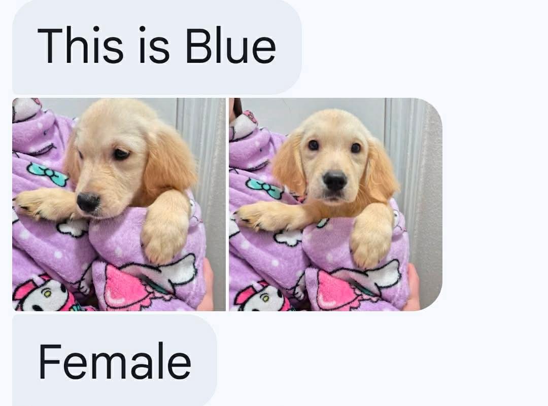 Blue, adopted, Puppy Male Golden Retriever.