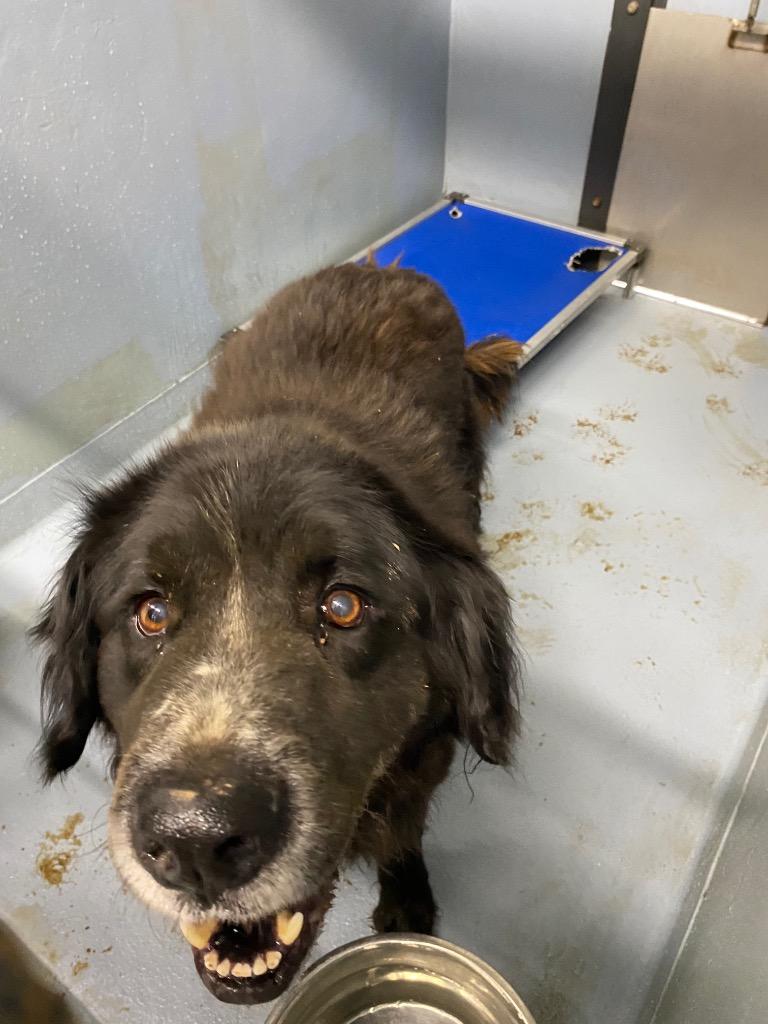 Enlarge Darth Vader, a Adoptable mixed breed in Cartersville , GA image 1/1