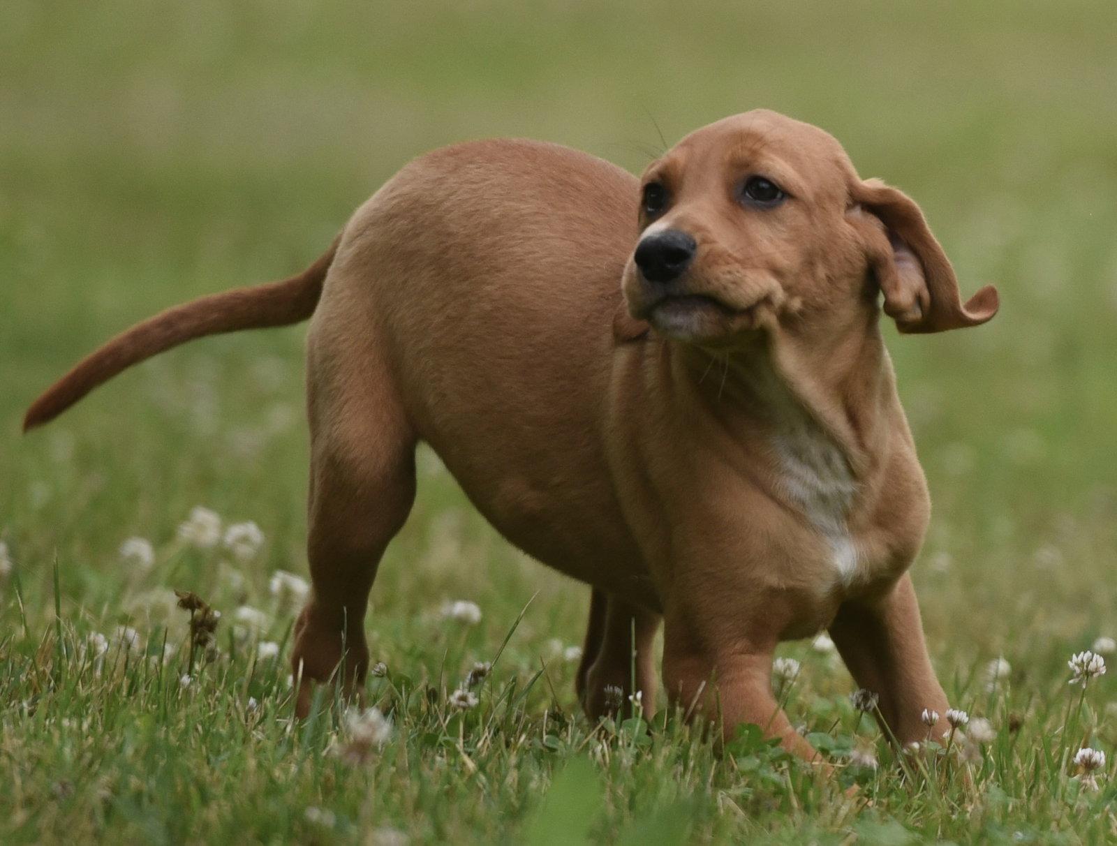 Enlarge Nelly, a Adoptable mixed breed in Mechanicsburg, PA image 1/3