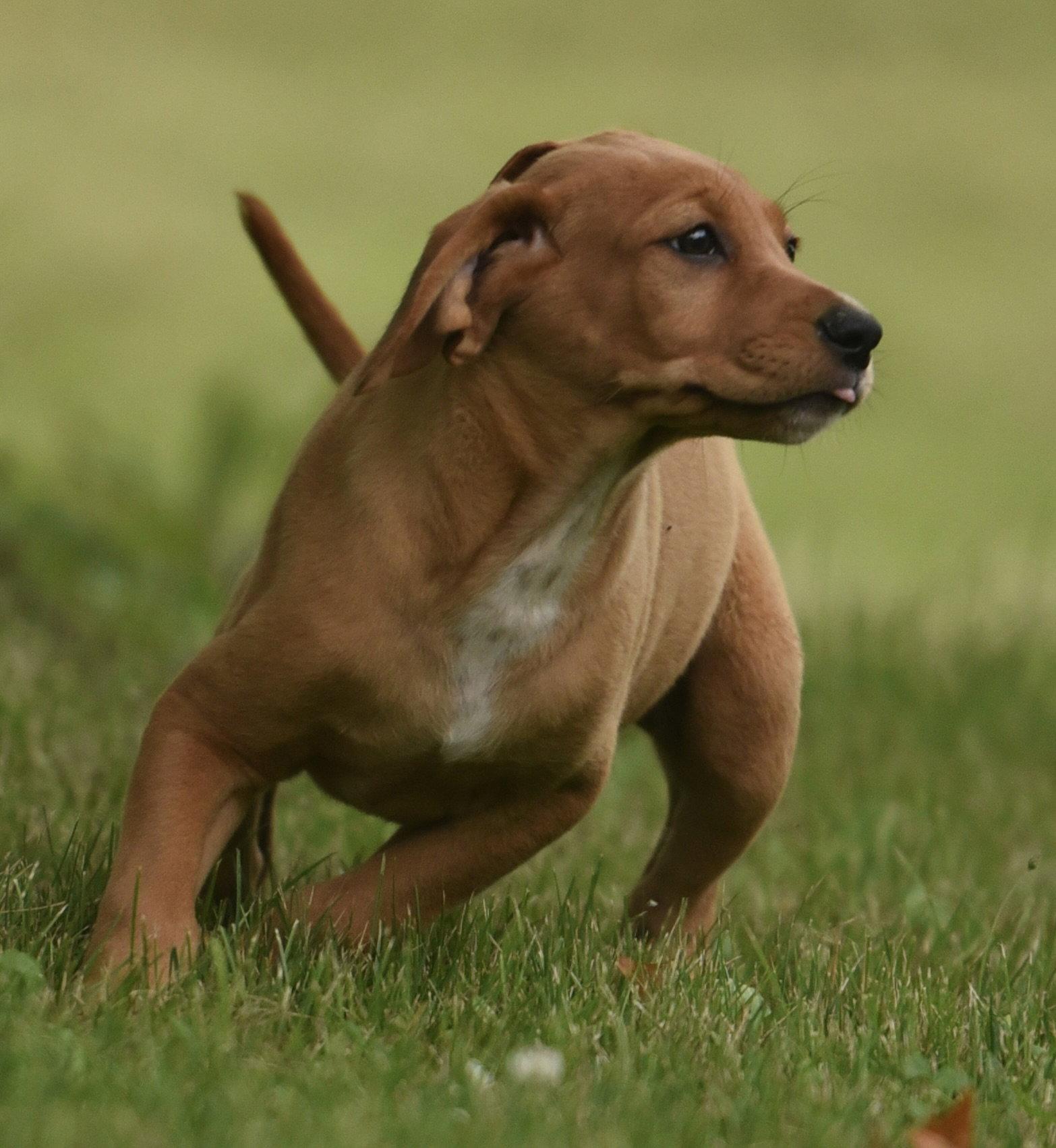 Enlarge Nelly, a Adoptable mixed breed in Mechanicsburg, PA image 3/3