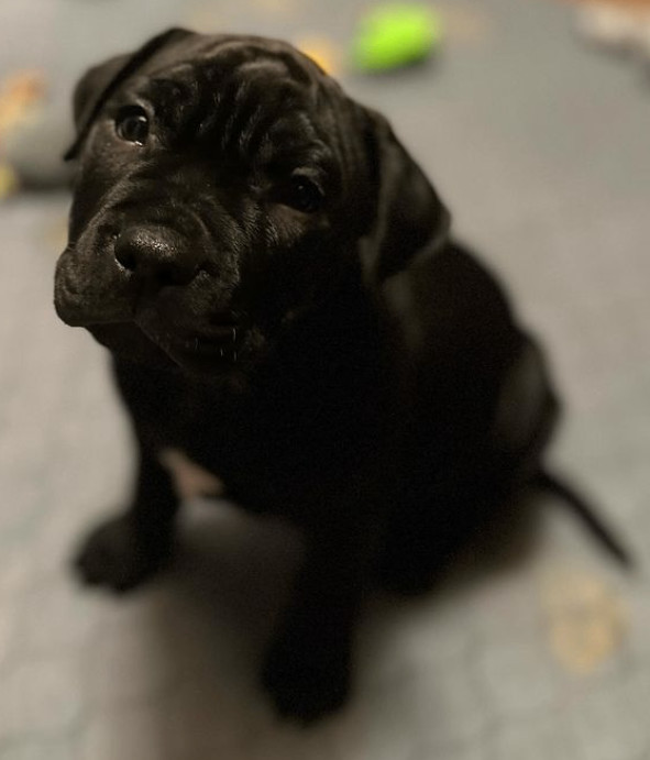 Cane, Adopted, Puppy Male Pit Bull Terrier.