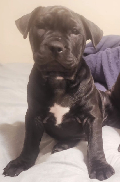 Cane, a Adopted mixed breed in Rocklin, CA image 2/5