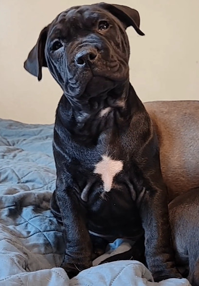 Cane, a Adopted mixed breed in Rocklin, CA image 3/5