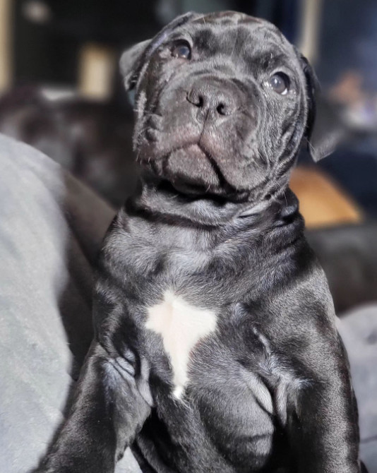 Cane, a Adopted mixed breed in Rocklin, CA image 4/5