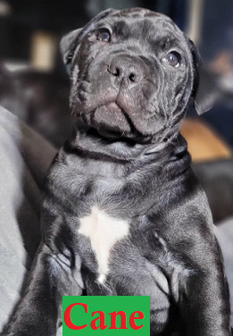 Cane, a Adopted mixed breed in Rocklin, CA image 5/5