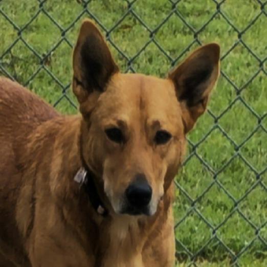 Robin, Adoptable, Adult Female Cattle Dog & Mixed Breed.