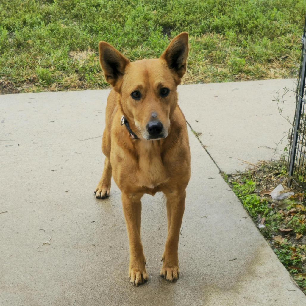 Enlarge Robin, a Adoptable mixed breed in Aurora, MO image 3/6