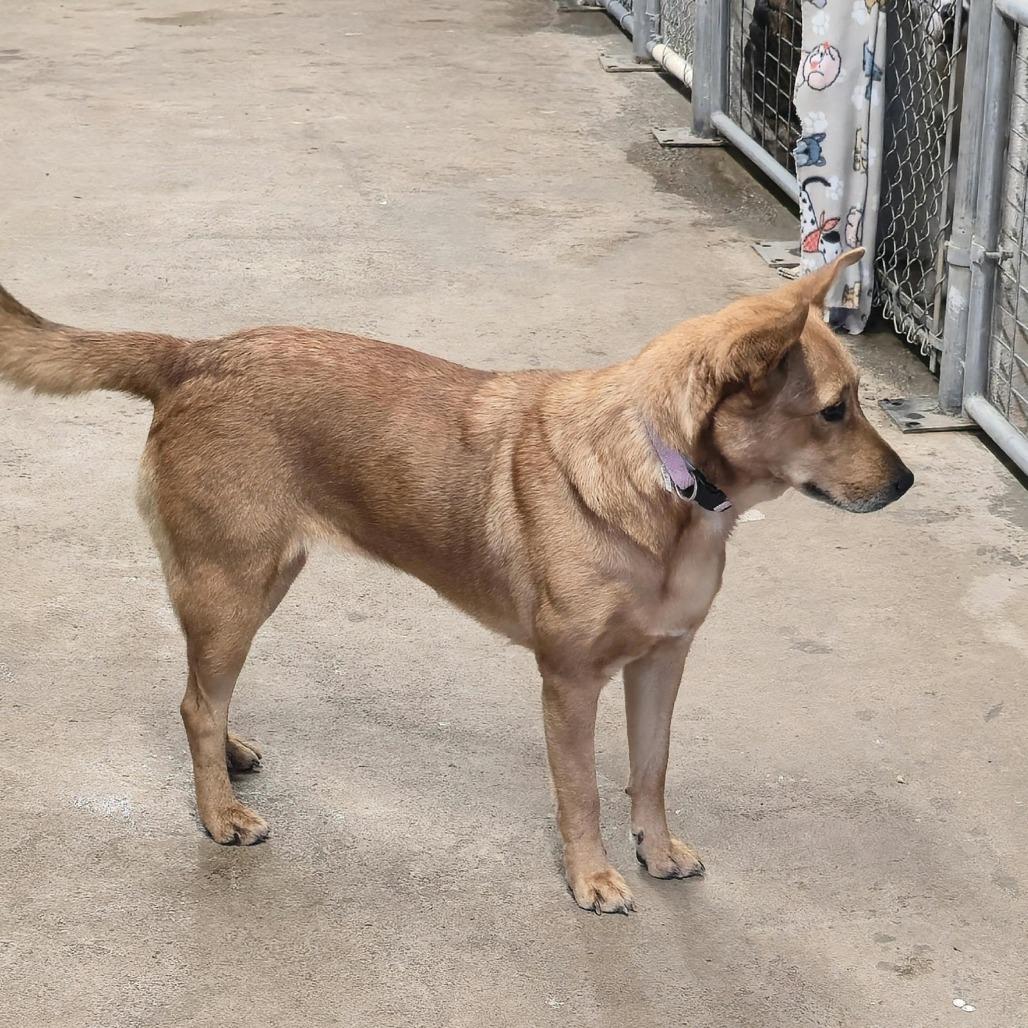 Enlarge Robin, a Adoptable mixed breed in Aurora, MO image 4/6