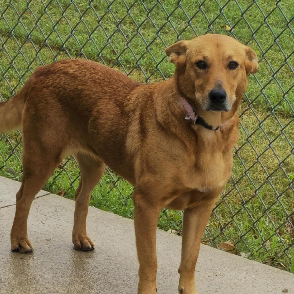 Enlarge Robin, a Adoptable mixed breed in Aurora, MO image 5/6