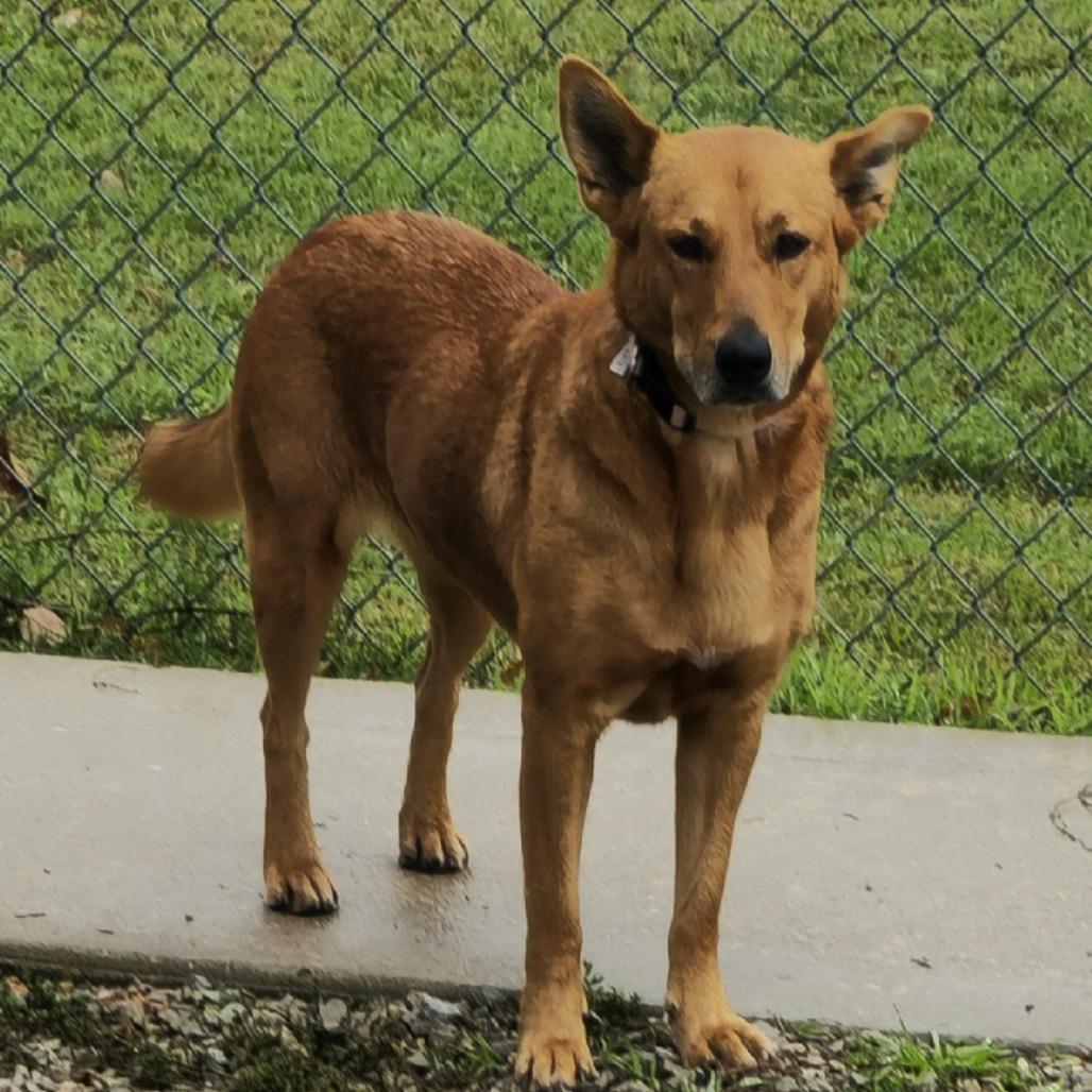 Enlarge Robin, a Adoptable mixed breed in Aurora, MO image 6/6