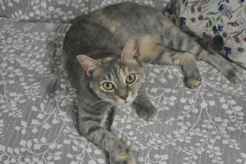 SALEM, Adoptable, Young Female Dilute Tortoiseshell & Tabby.